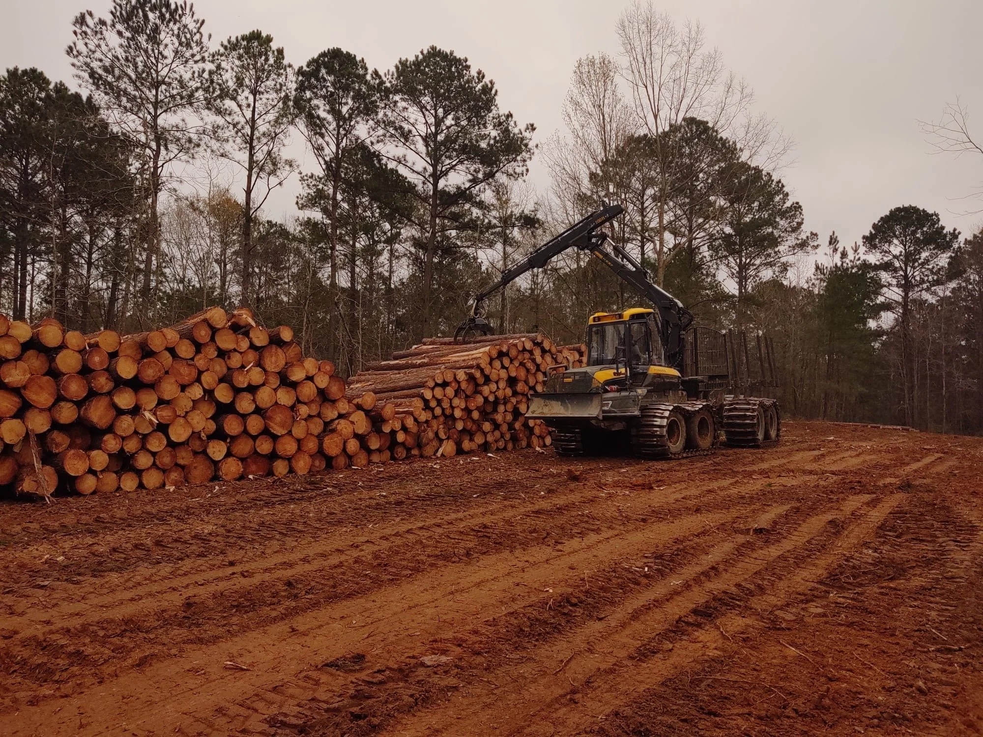 Southern yellow pine