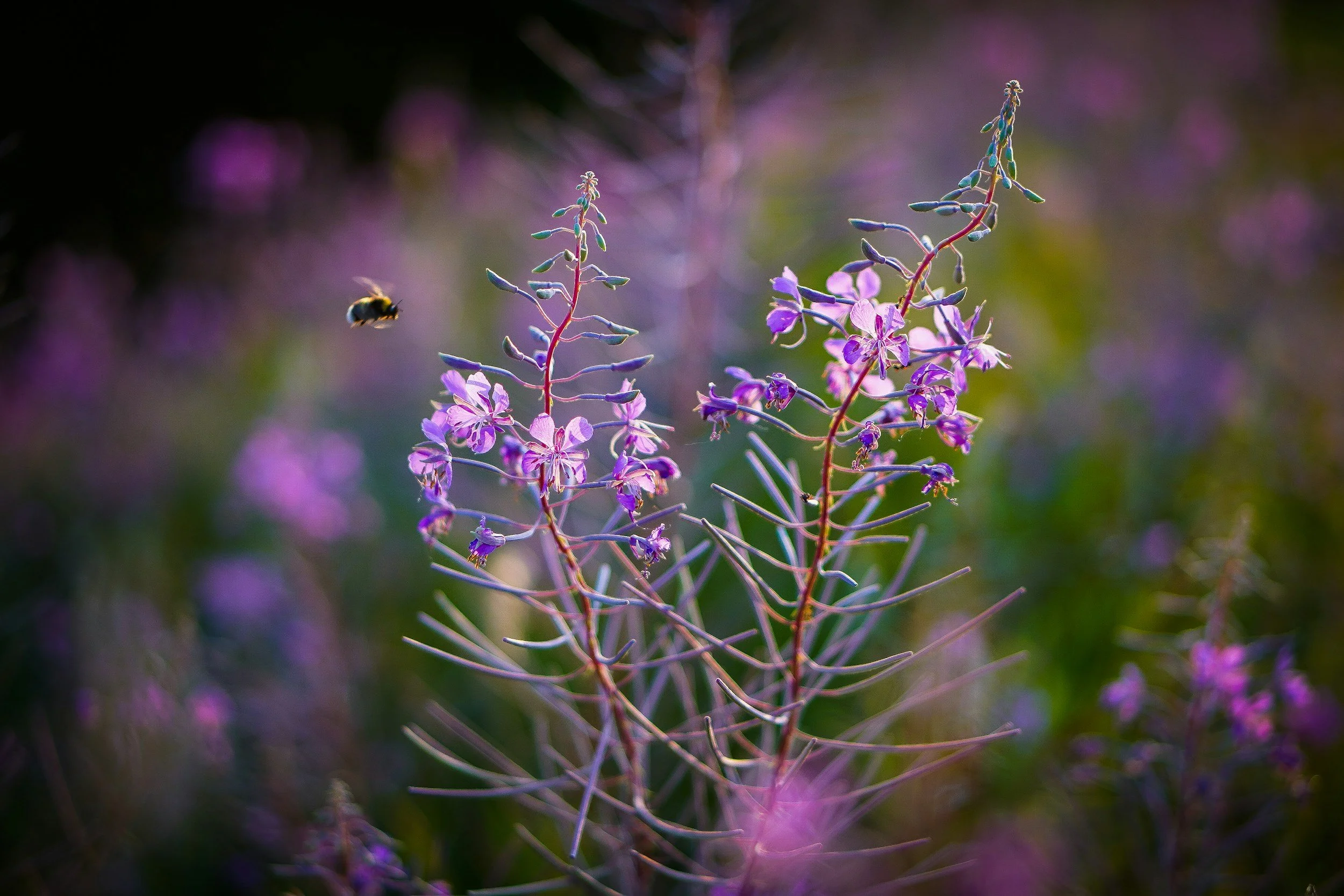 Close-up of purple flowering plant with thin, curving green leaves and a bee flying nearby on a blurred background.