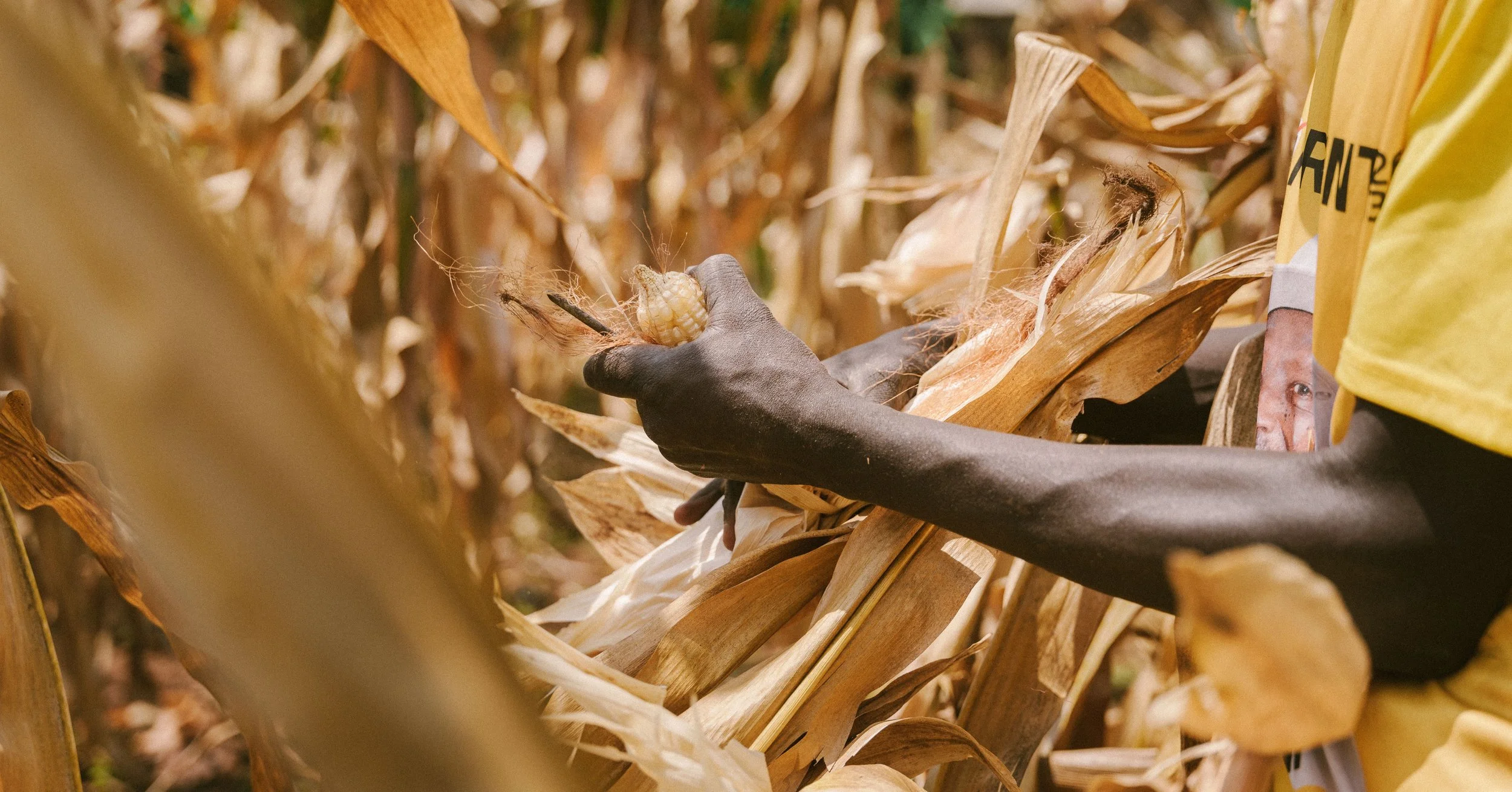 A person with dark skin is holding a corn cob in a field of dried corn leaves.