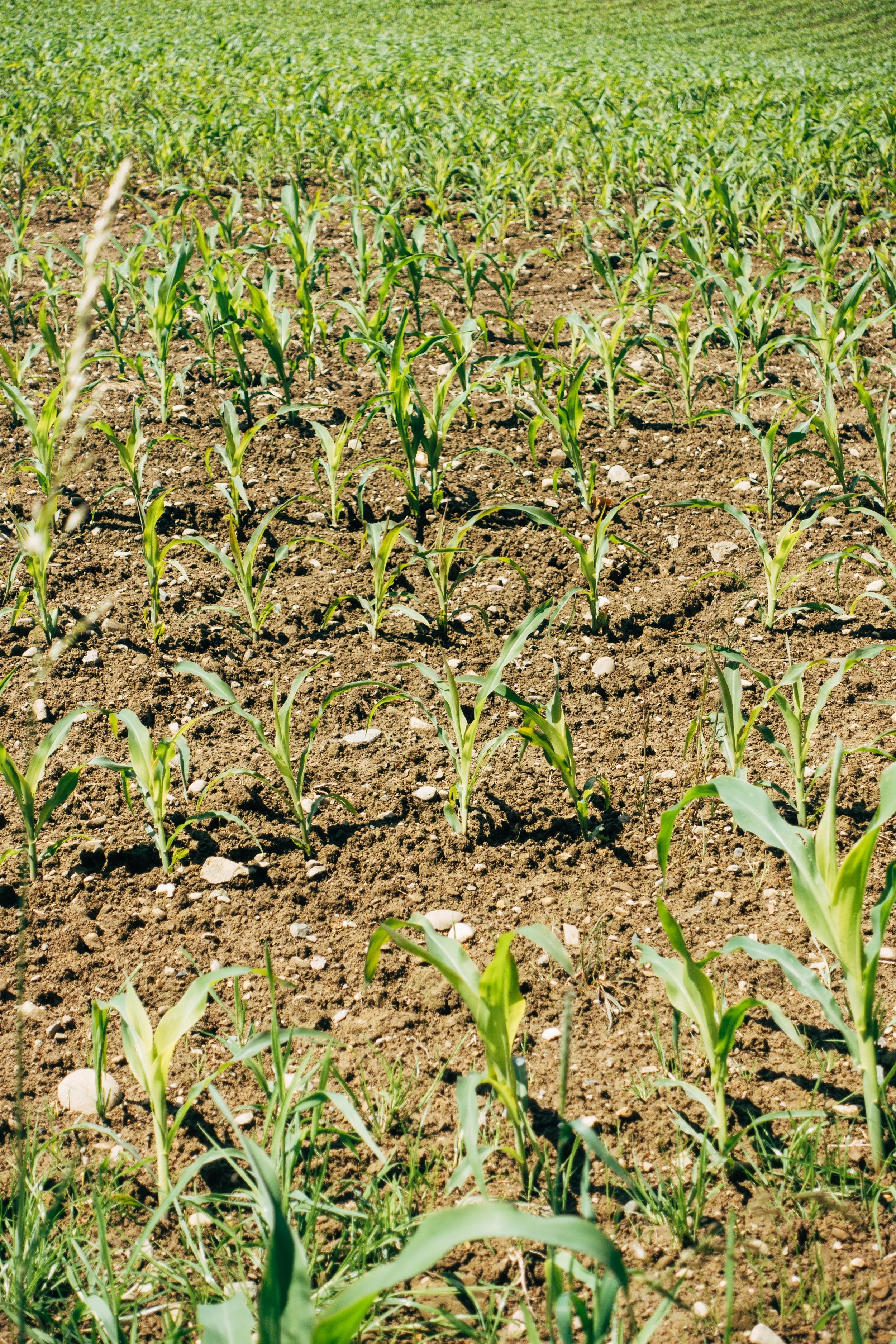 Young corn plants growing in a field with bare soil between rows under bright sunlight.