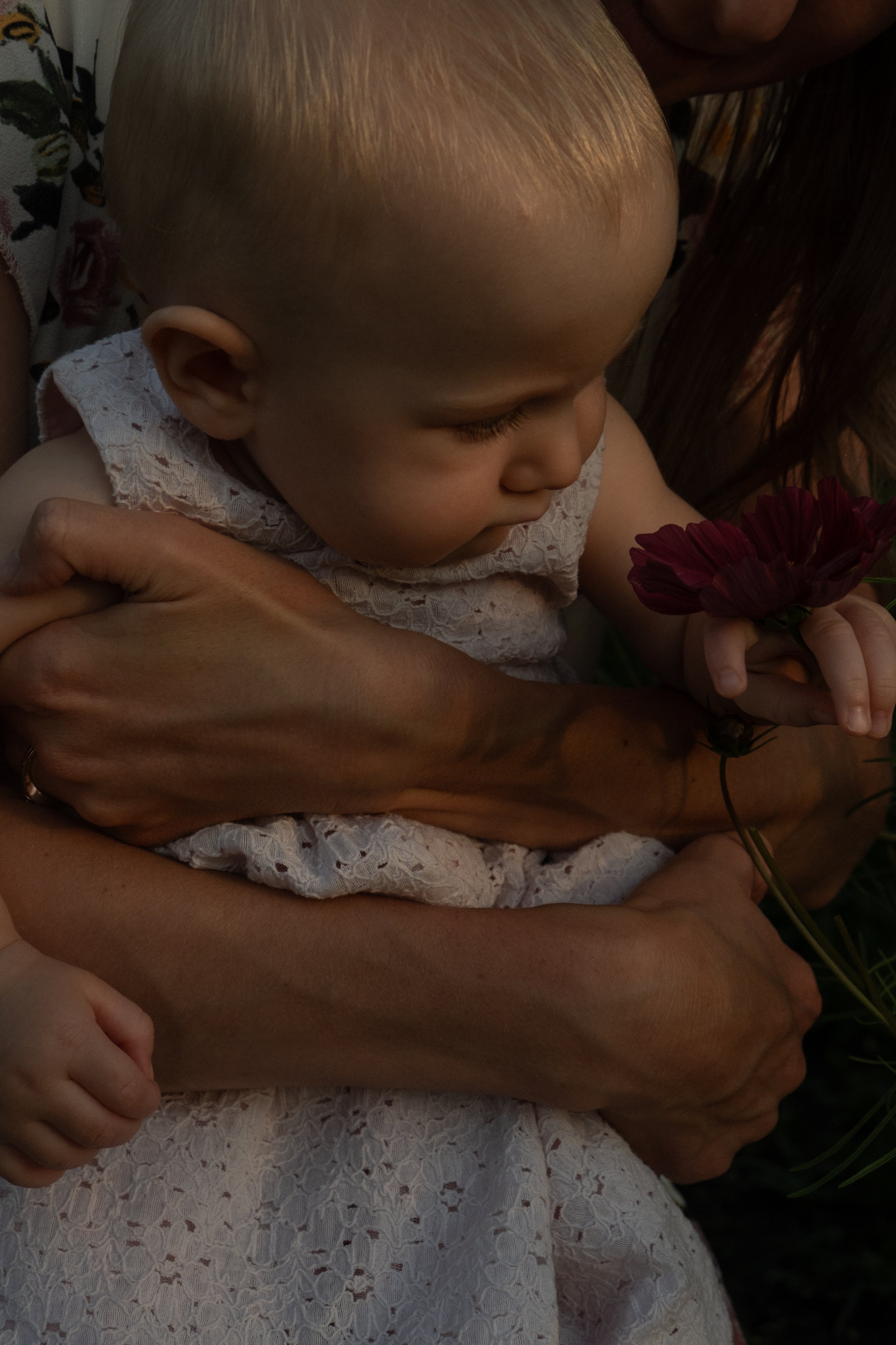 A young girl with blonde hair looking down at a dark red flower she is holding. She is wearing a white lace dress and is being gently held in an adult's arms.