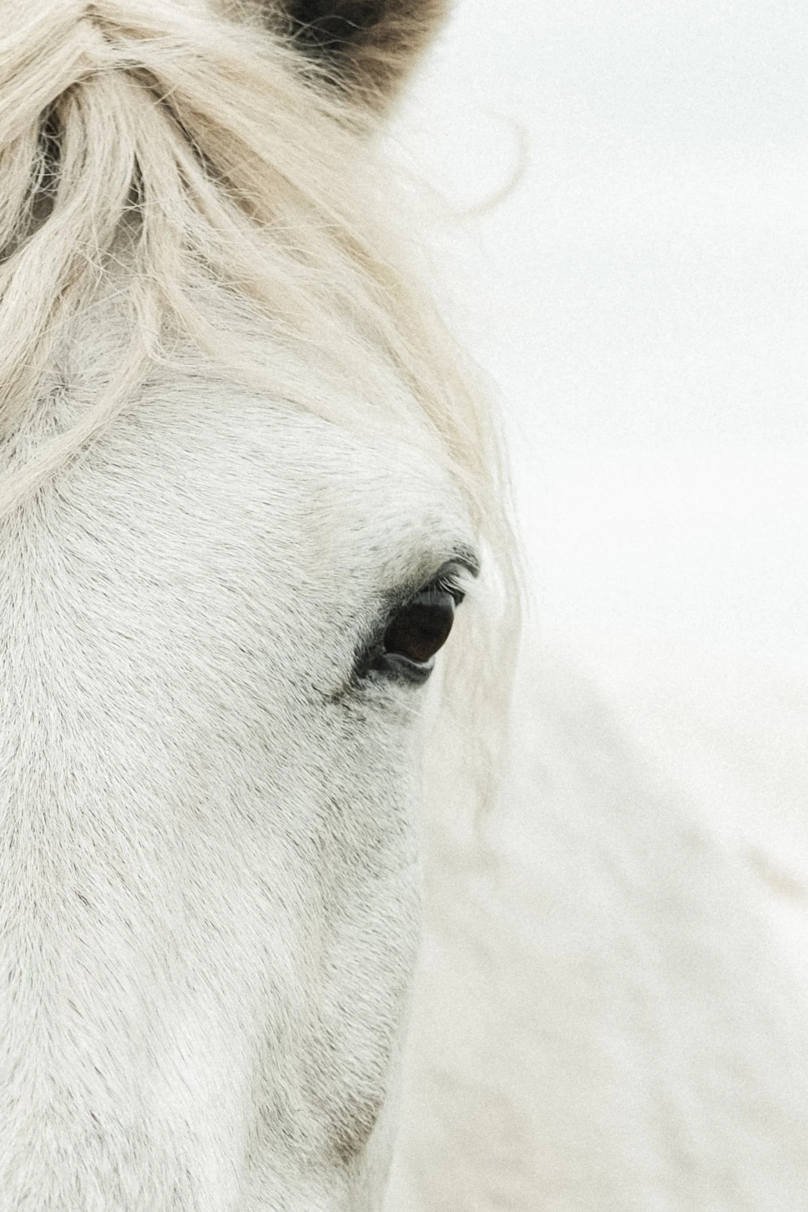Close-up of a white horse's face, showing its eye, ear, and part of its mane, against a plain white background.