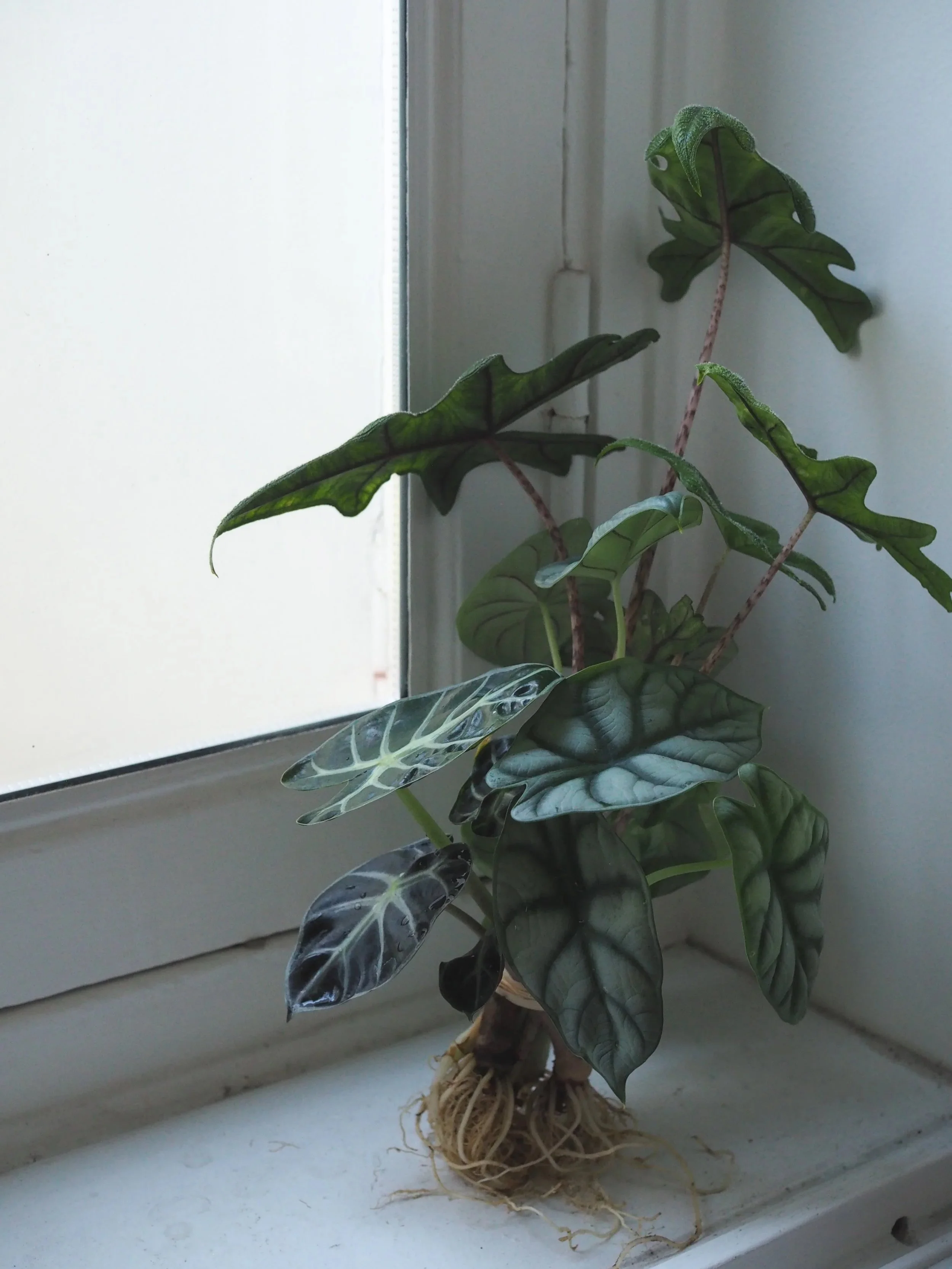 Bouquet Végétal — Plantes enracinées