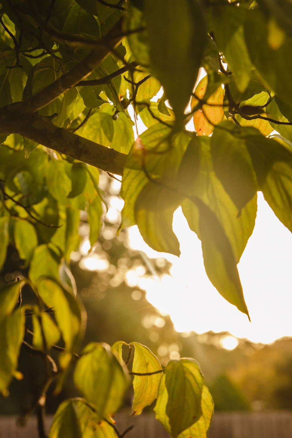 Close-up of green and yellow leaves on a tree branch, with sunlight filtering through from behind, creating a warm glow.