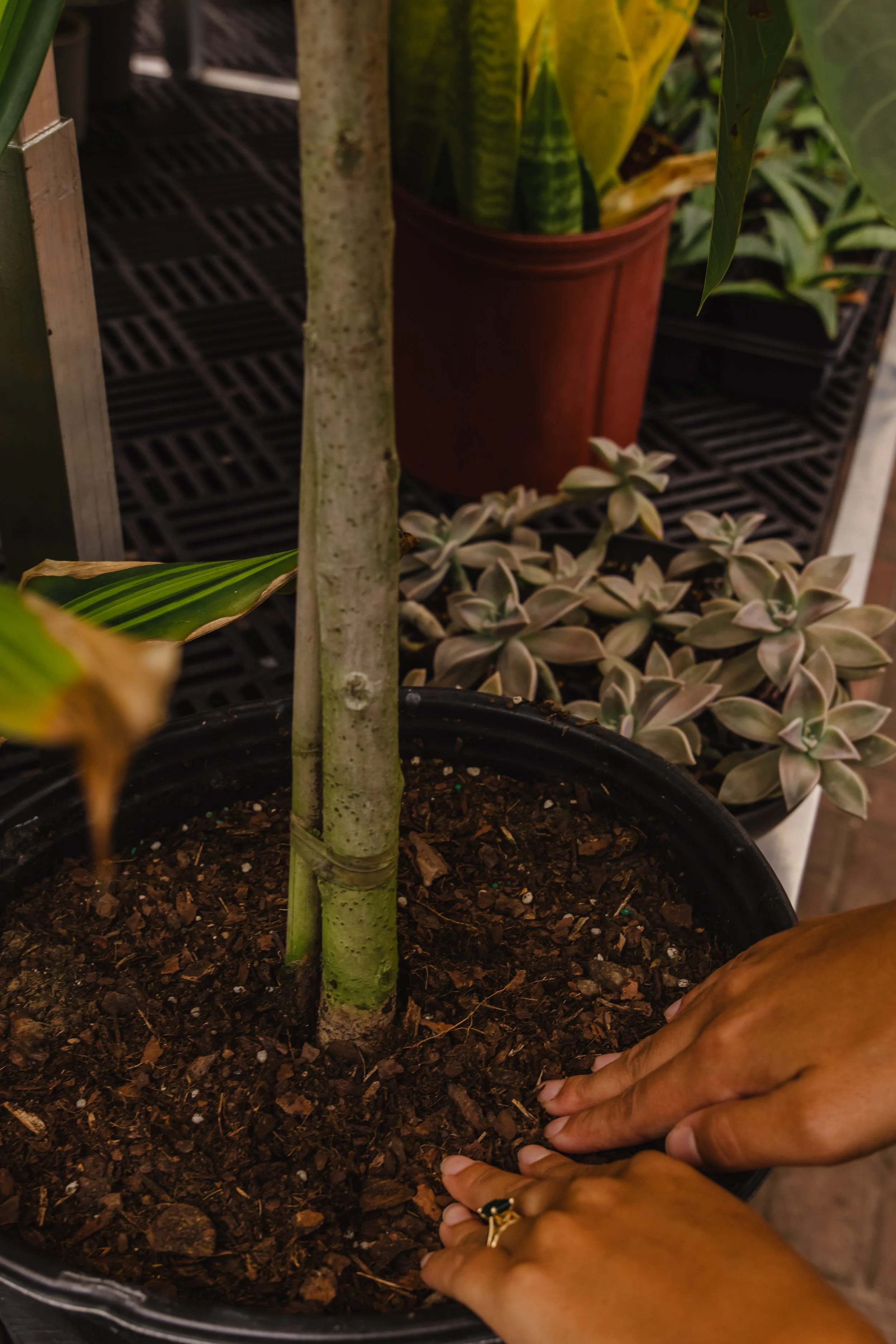A person's hands planting a young tree in a flower pot filled with soil. The person is wearing rings on their fingers.