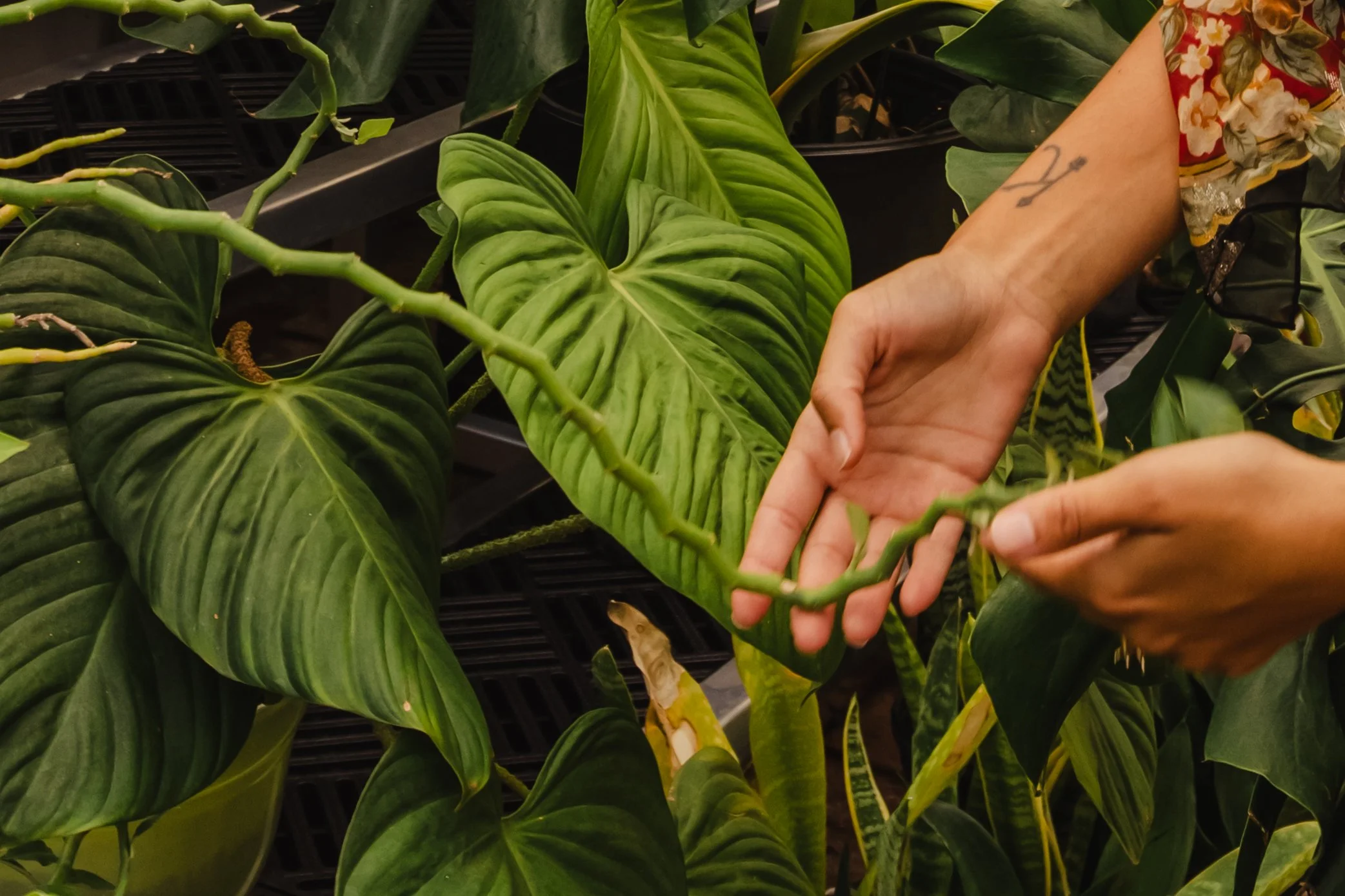 A person’s hand is seen reaching toward large, green leafy plants with some vine-like stems, in a black plastic container or tray.