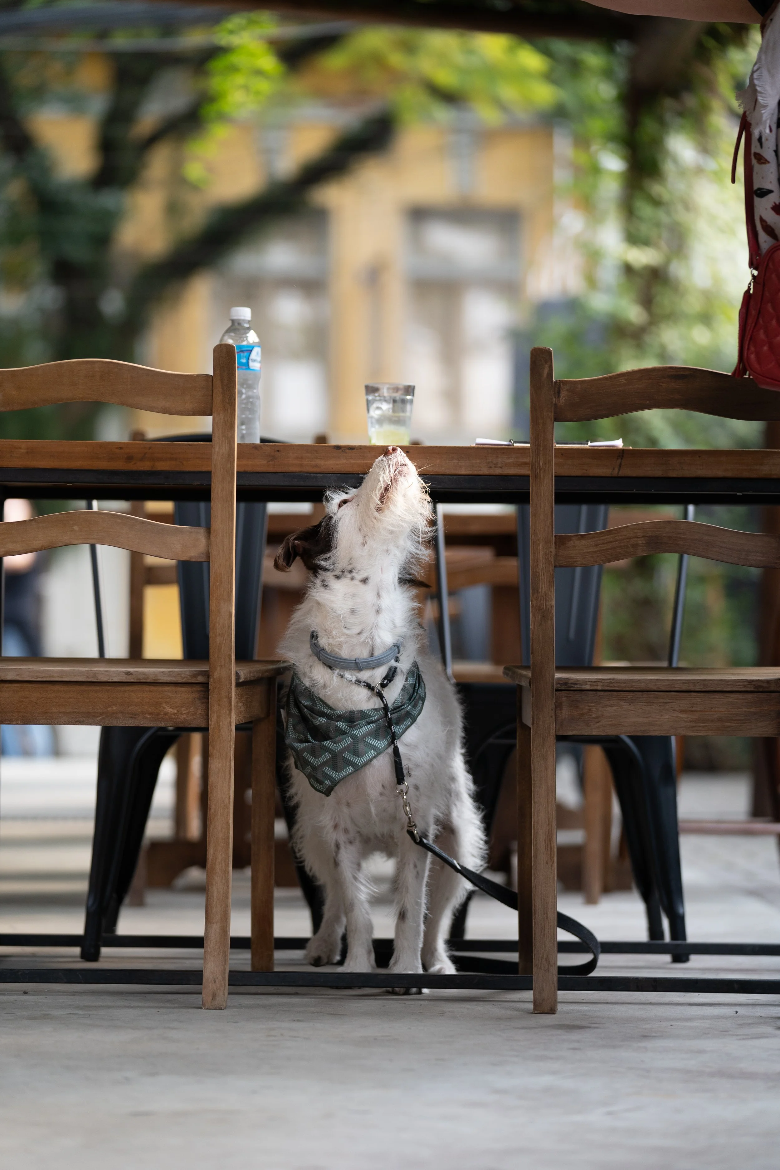 Cachorro de bandana sentado debaixo da mesa no Osso Parrilla Bar do Bom Fim, ambiente pet friendly