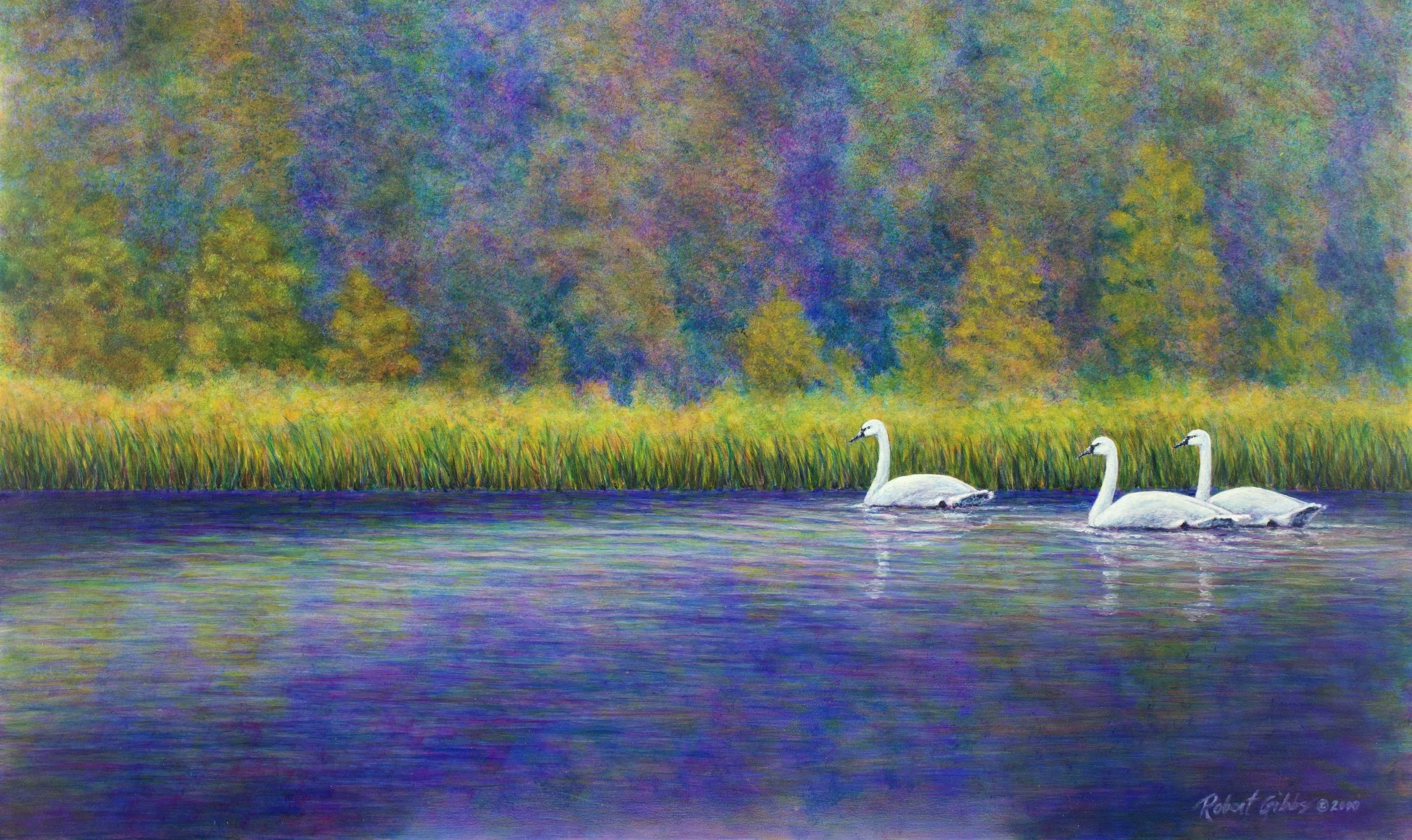 Swans in Autumn Mist
