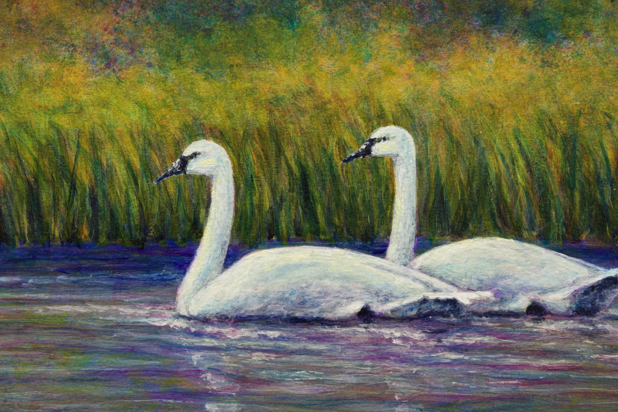 Swans in Autumn Mist2.jpeg