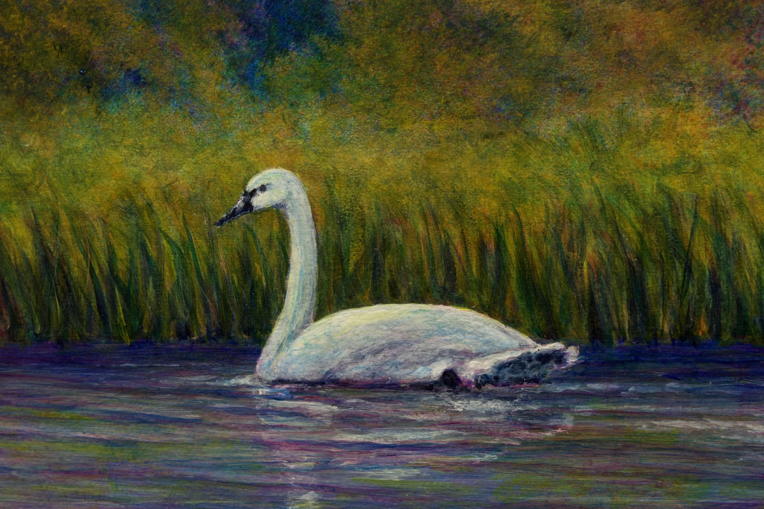 Swans in Autumn Mist6.jpeg