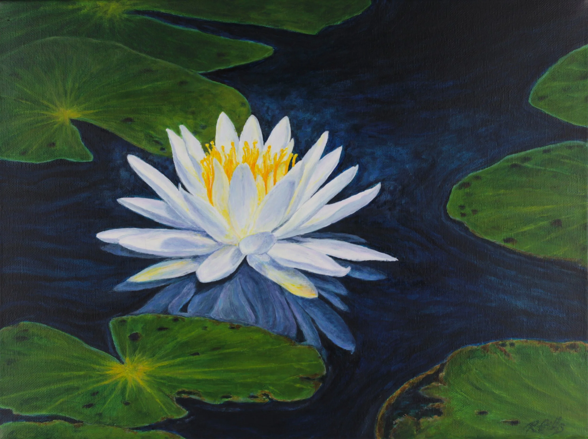 Waterlily in Late Summer