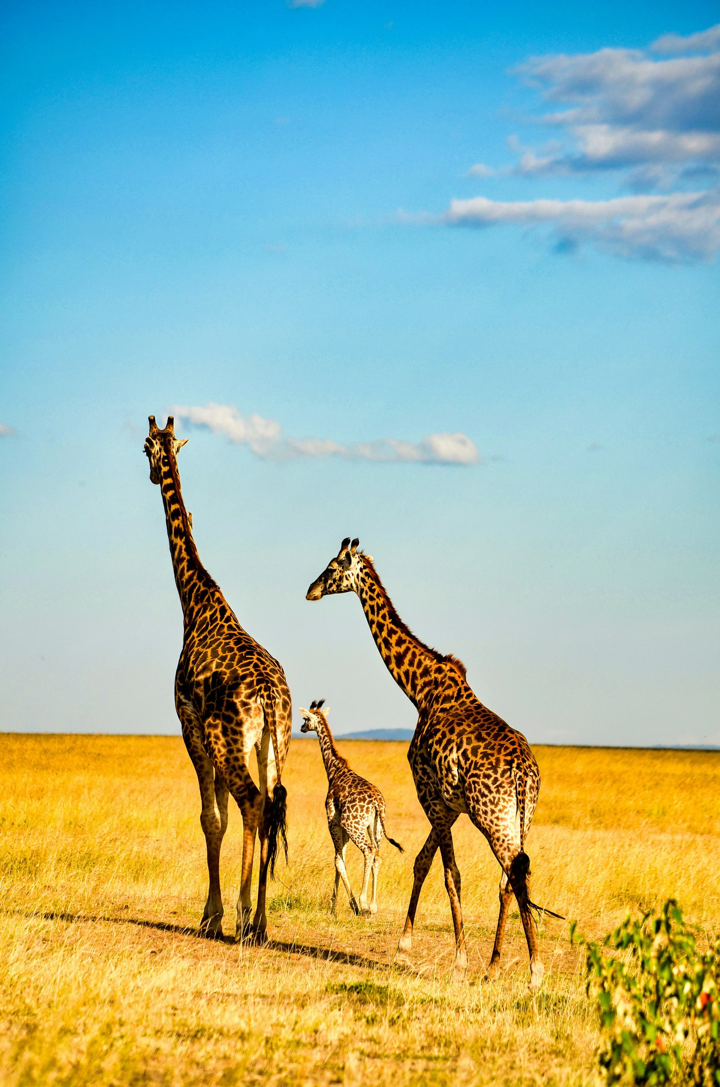 kenya 2.jpeg