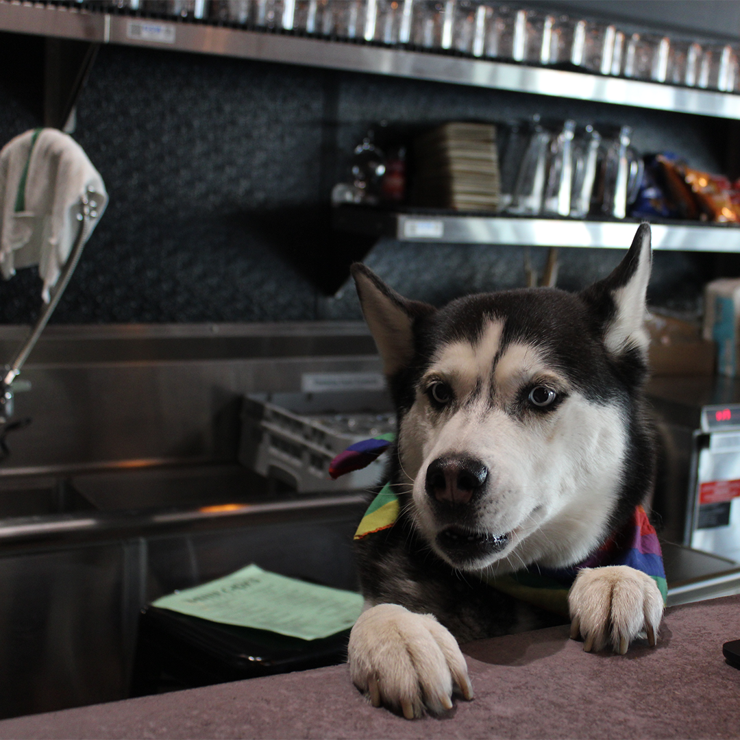 A husky dog with blue eyes, wearing a colorful bandana, leaning on a counter in a restaurant or cafe.
