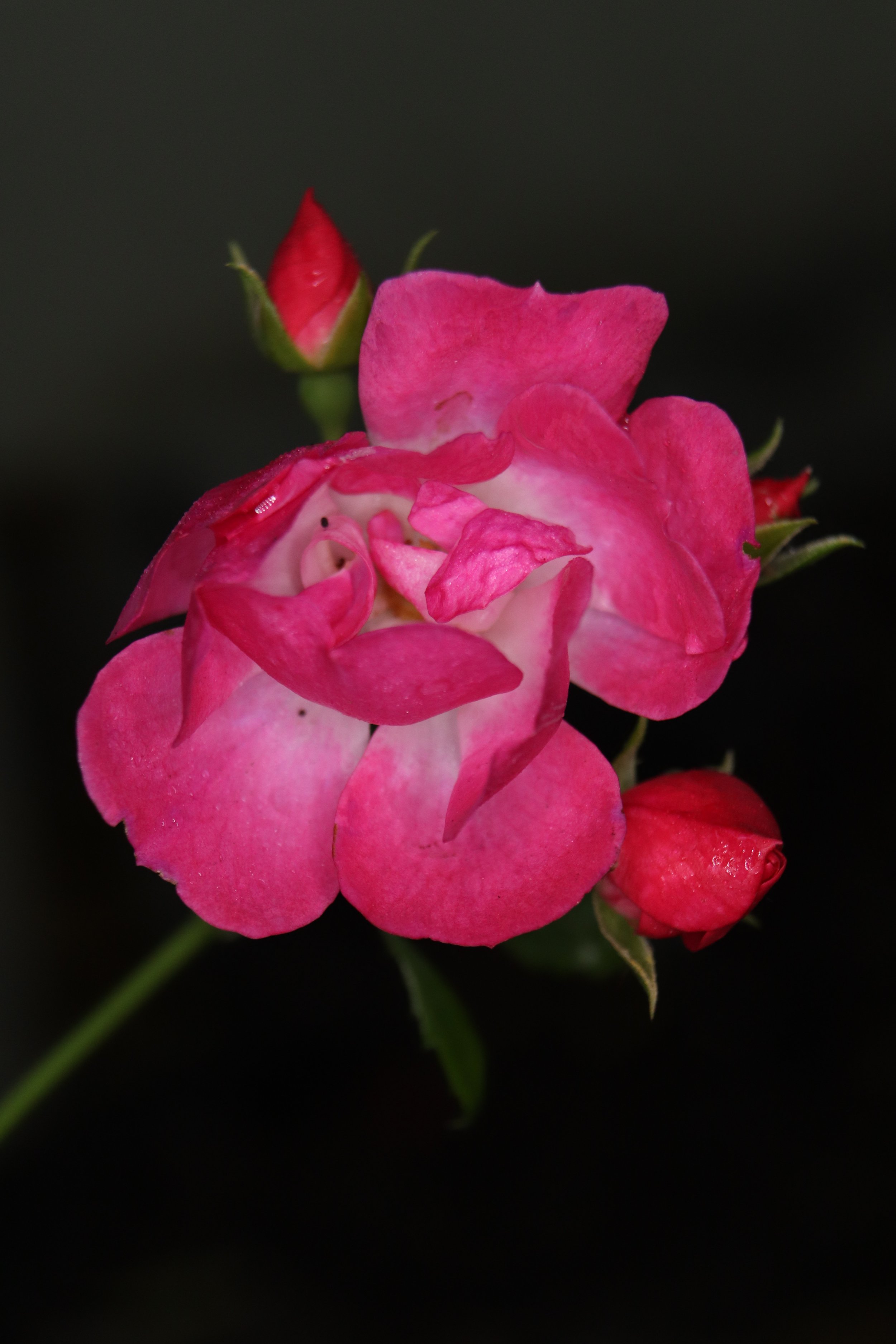 IMG_3981.jpeg