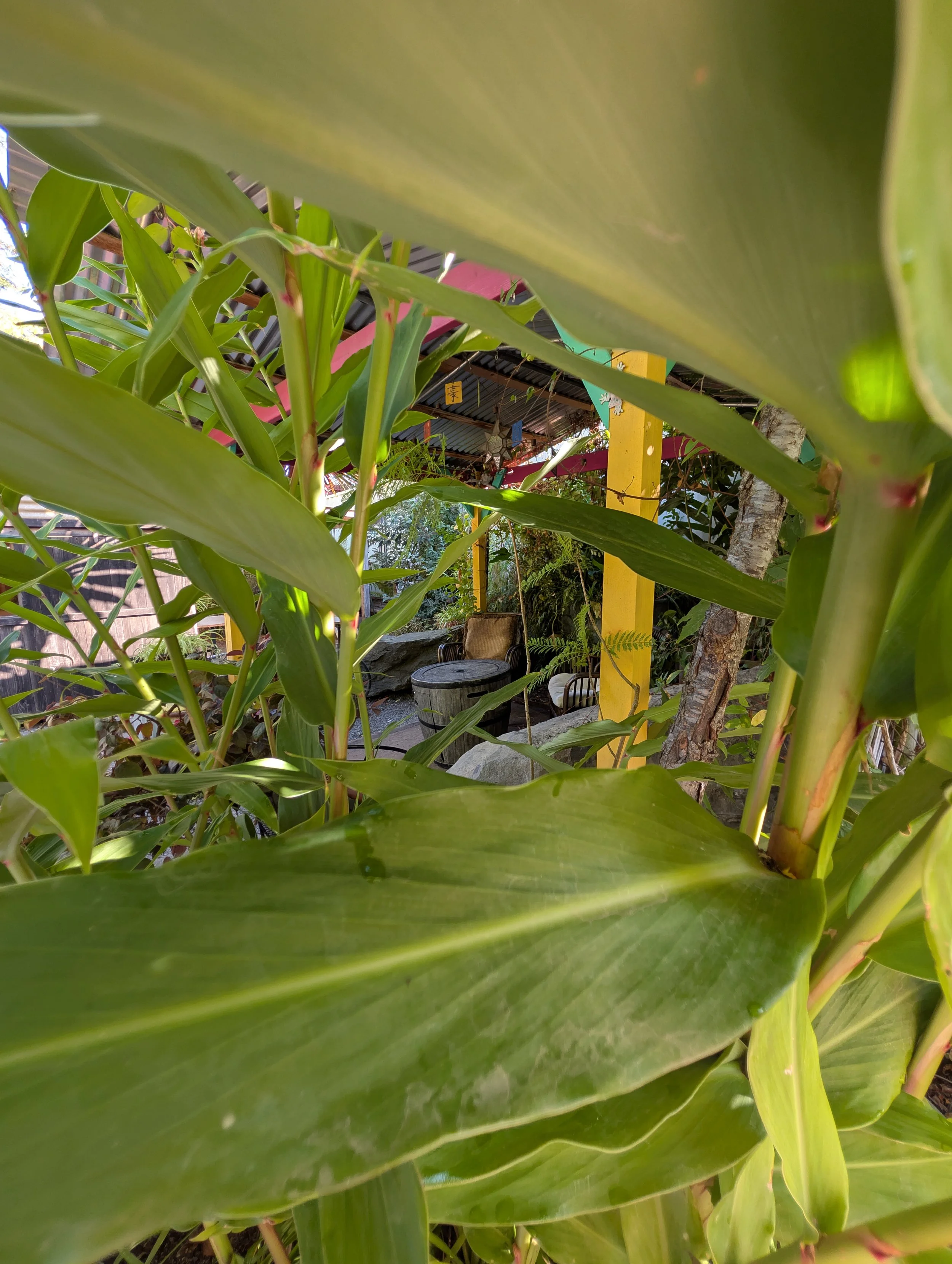 Close-up of green leafy plants in a garden with some outdoor furniture and pergola in the background.