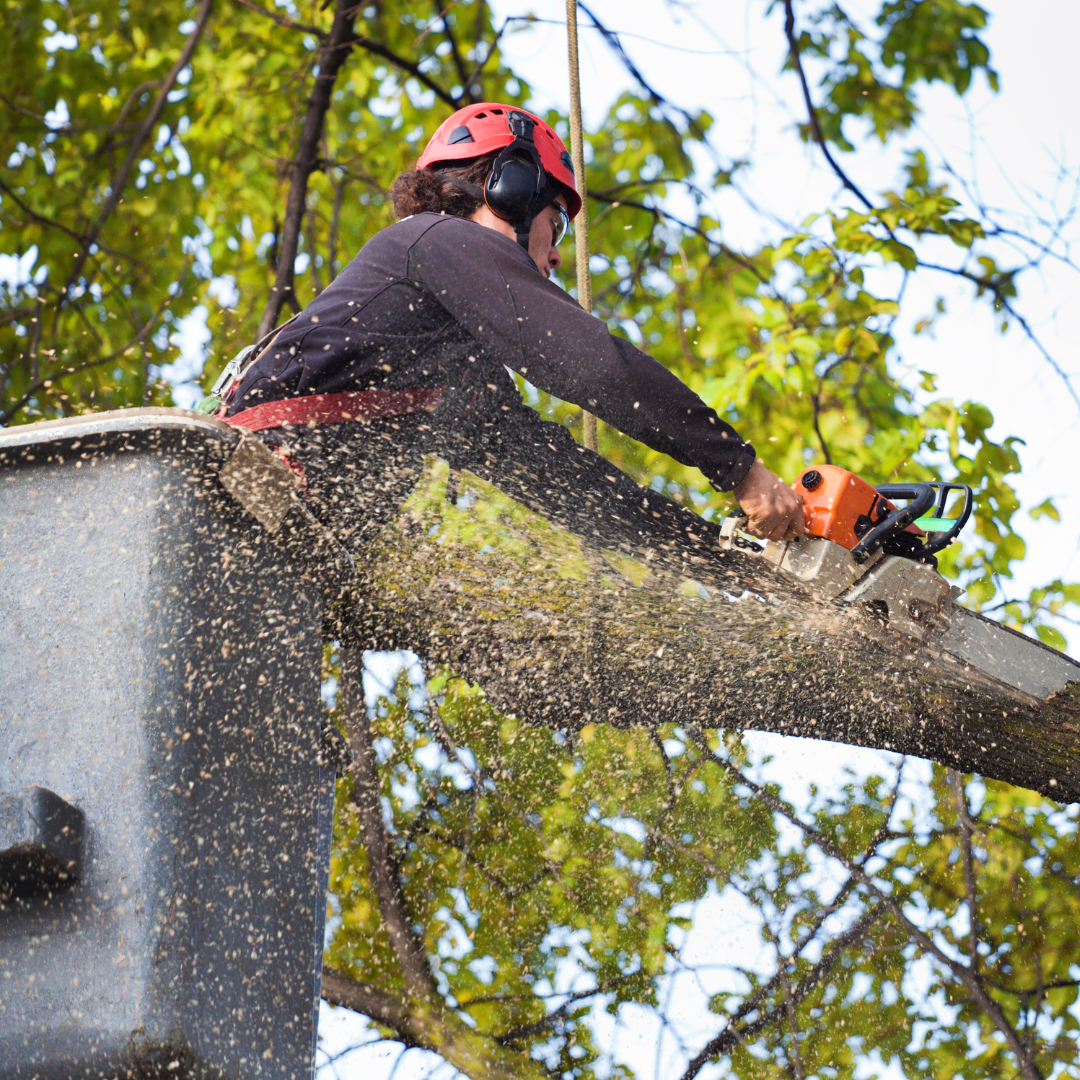 Helpful Guys Tree Planting and Removal Services