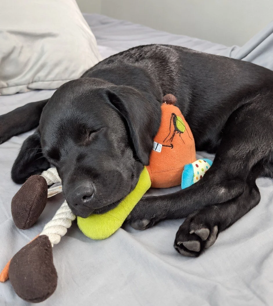 HOME DOG BOARDING – 24 HOURS