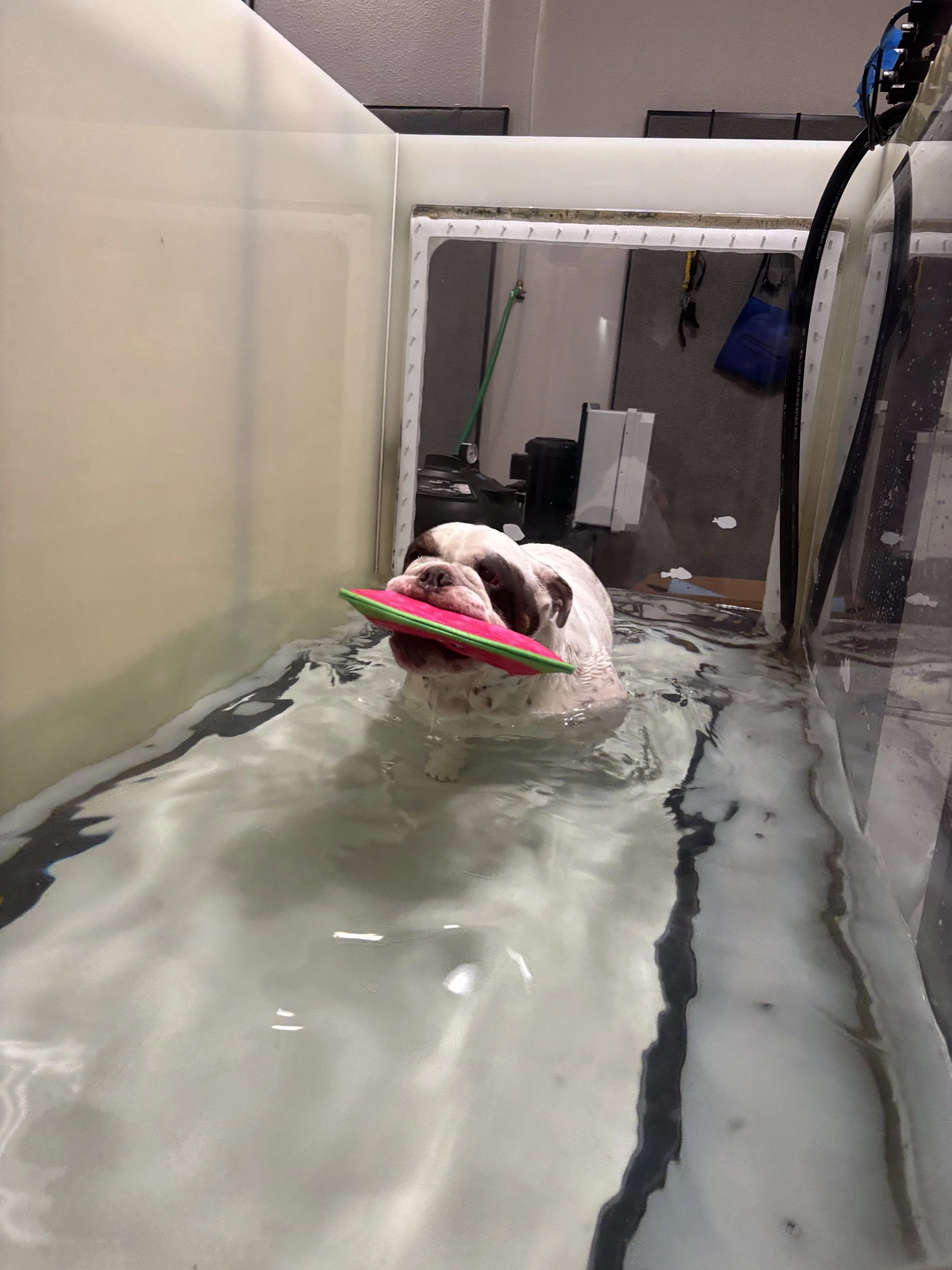 A bulldog in a small pool of water holding a green and pink frisbee in its mouth, indoor background with various objects.