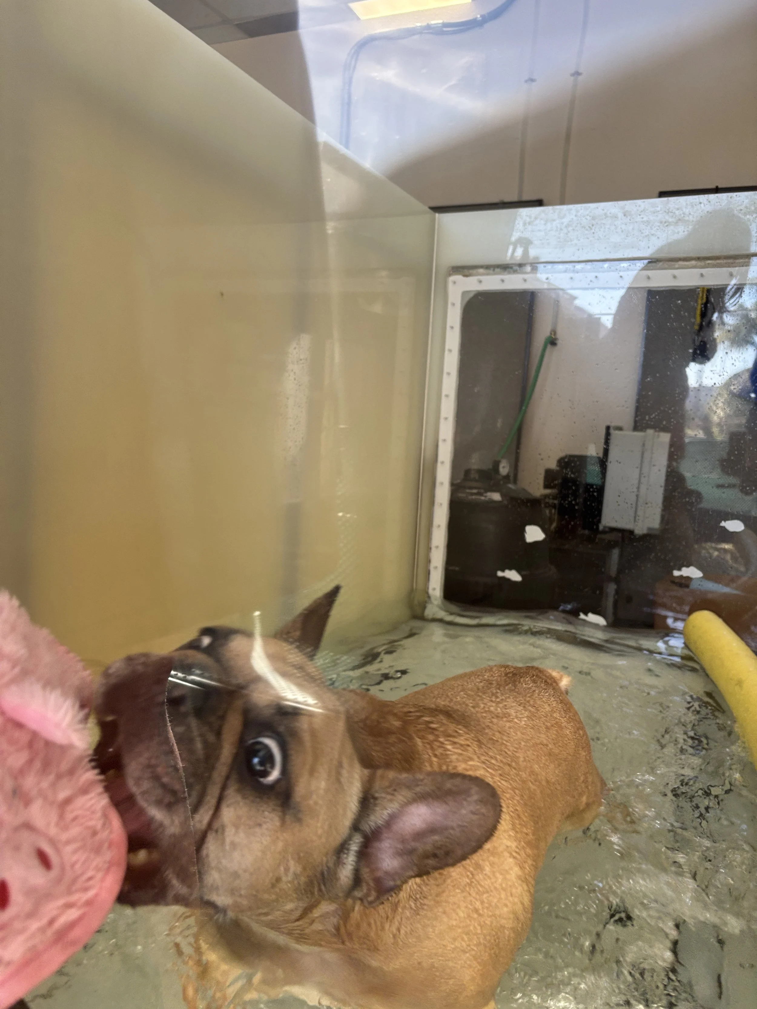 A small dog with brown and white fur is in an underwater treadmill. The dog has wide, expressive eyes and looks at the camera. In the background, there is a yellowish wall and a window with water droplets.