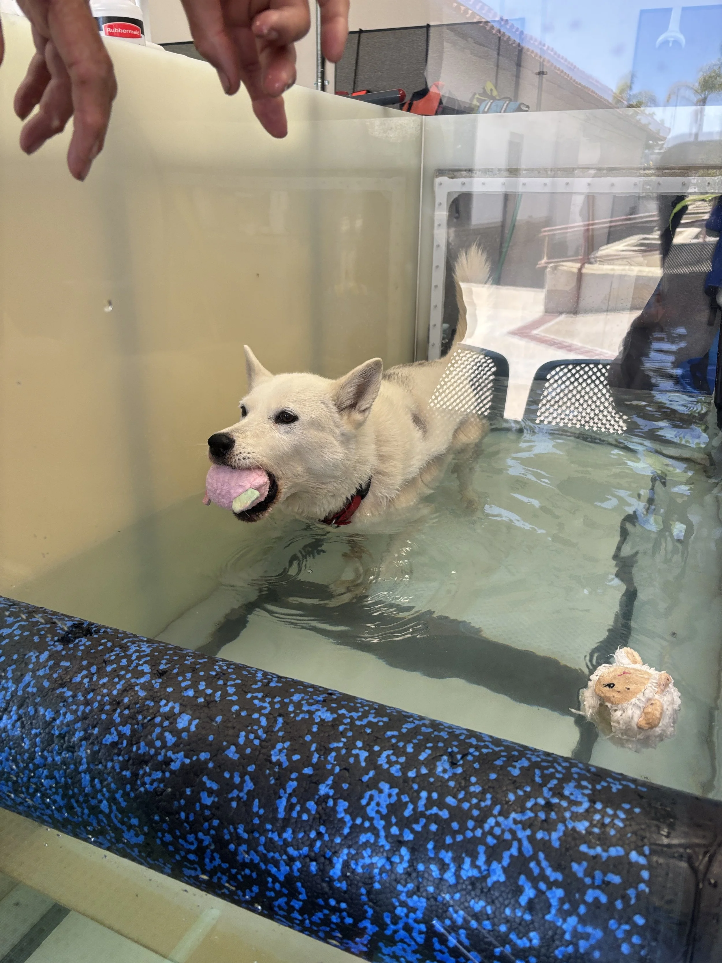 A white dog swimming in a pool, holding a pink toy in its mouth. There are two chairs behind the dog, and a stuffed toy is visible near the bottom of the image. The photo is taken through a glass window, with reflections of the outside visible.