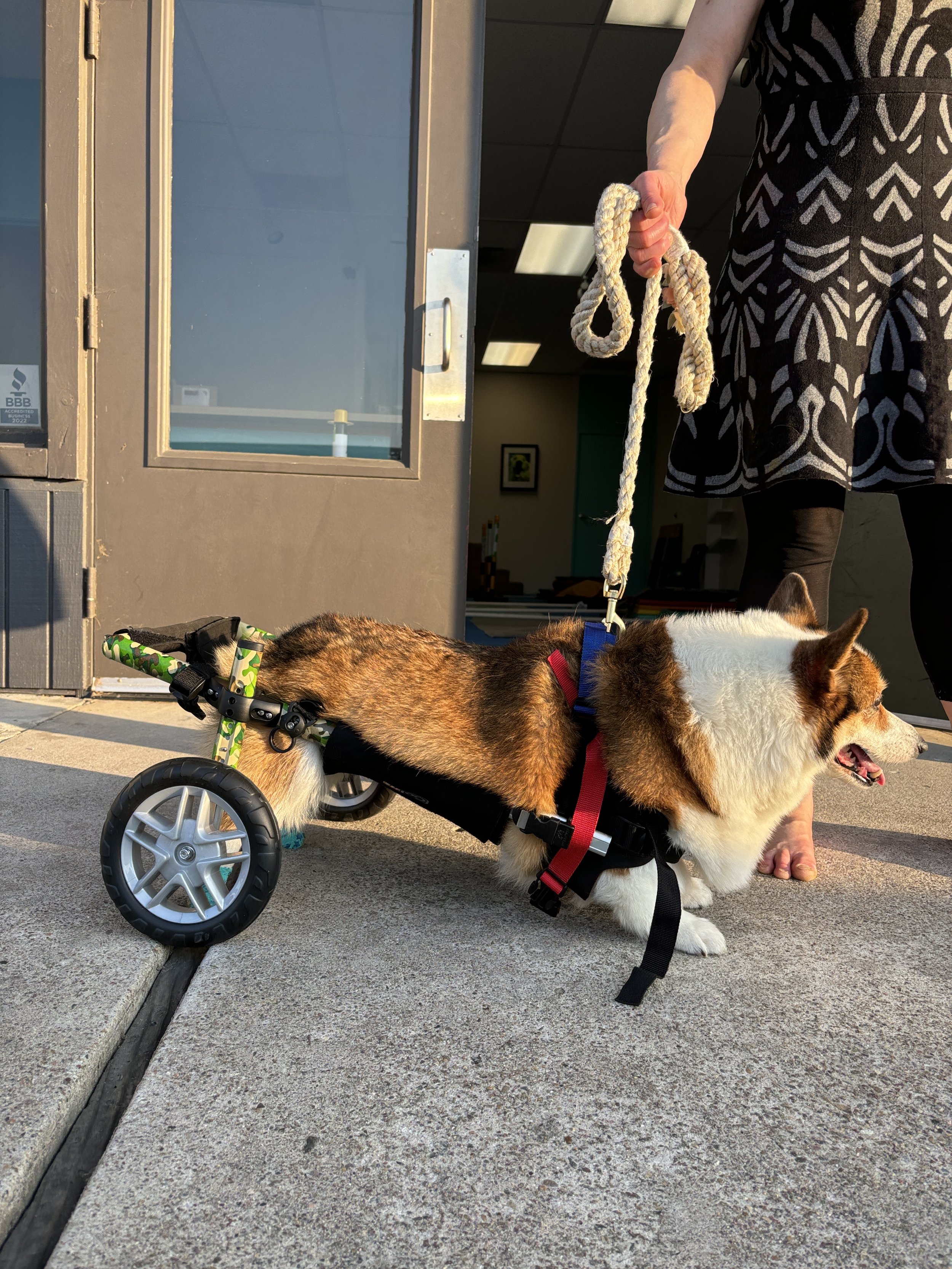 A person holding a leash attached to a dog in a wheelchair outside a building with a glass door and black ceiling tiles. The dog has a red collar and tan and white fur.
