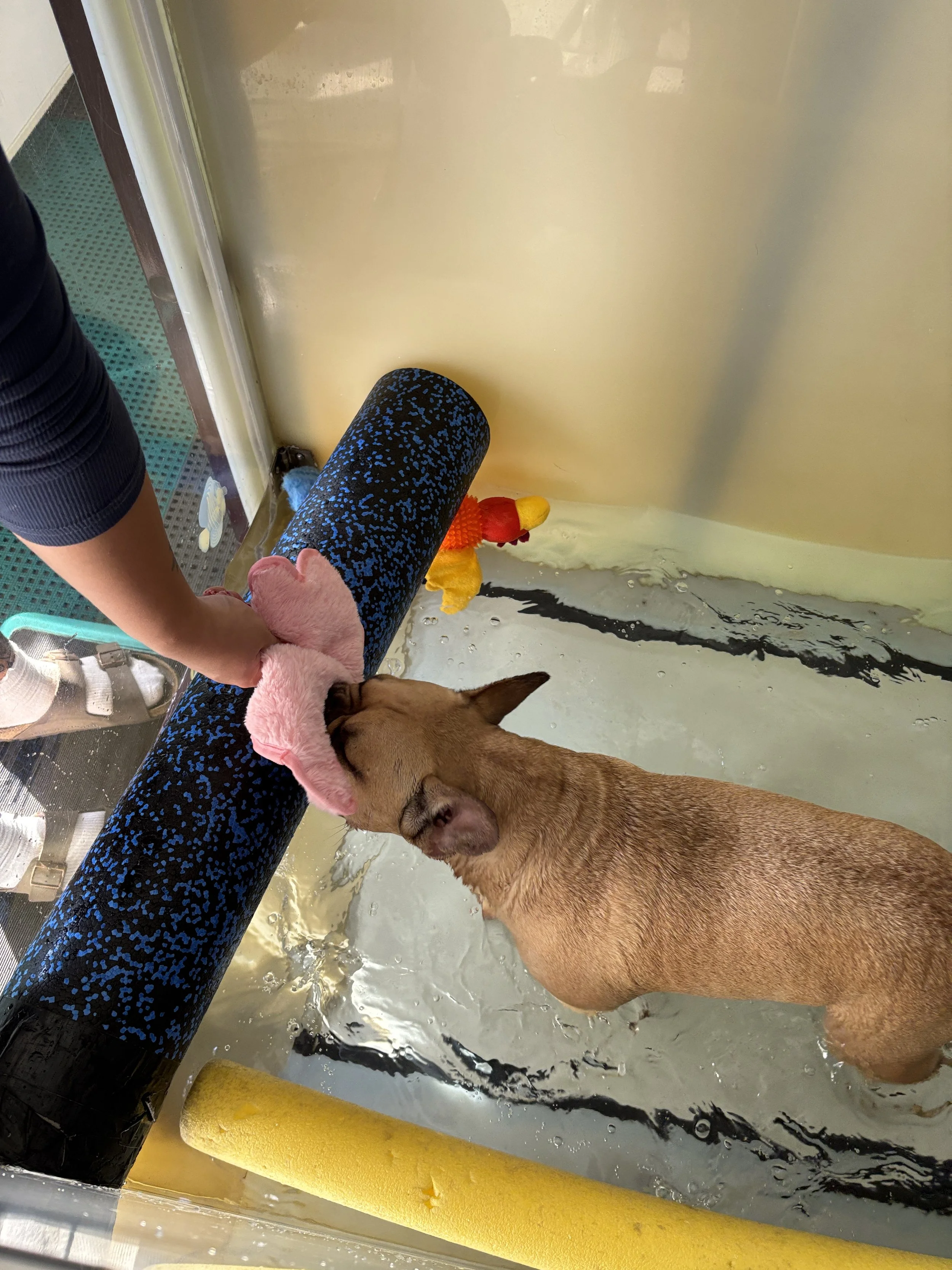 A dog is in a water therapy session with a therapist holding a colorful plush toy and a flotation device. The dog is in a small pool with a yellow pool noodles on the edge.