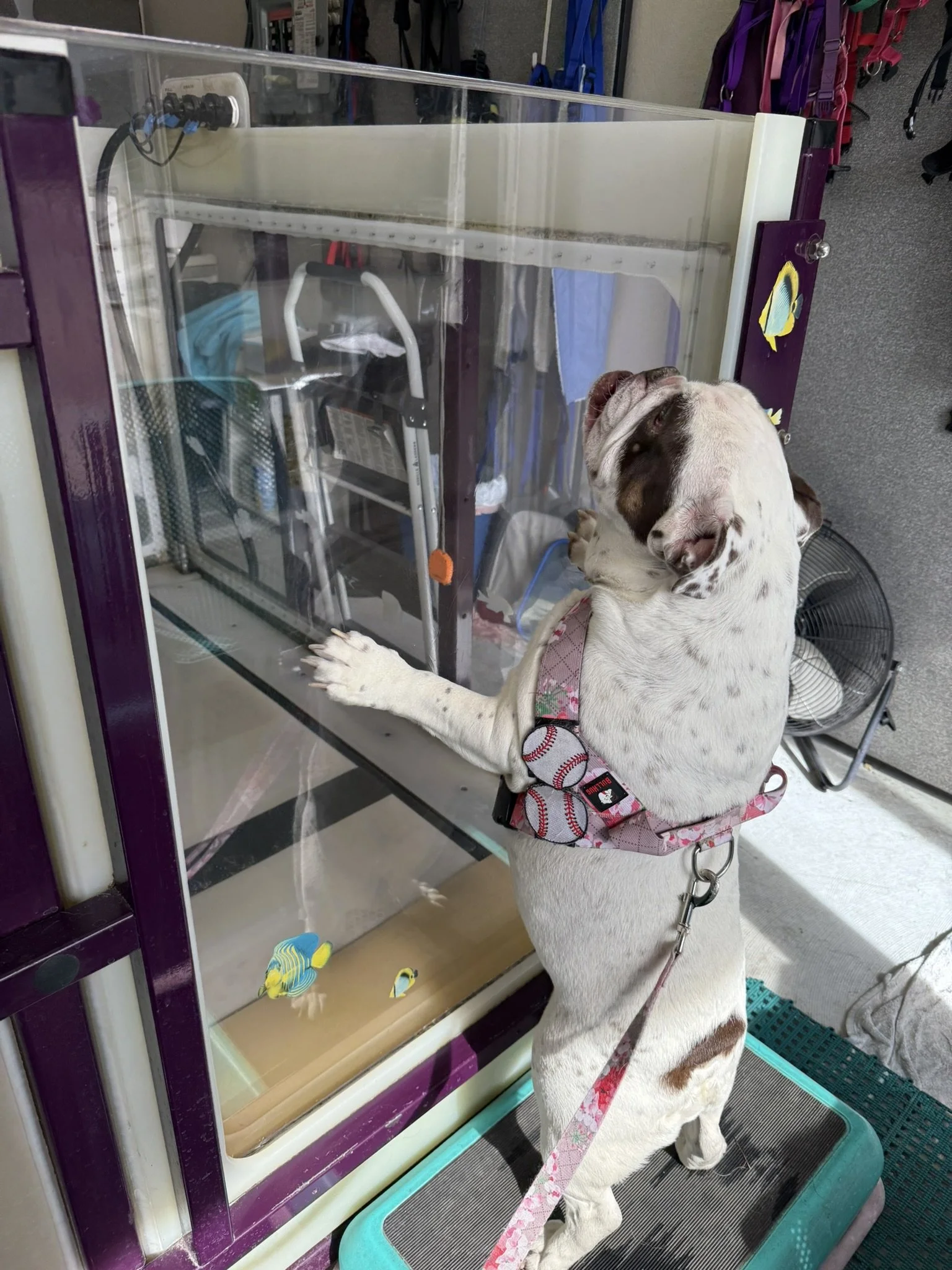 A dog is standing on a grooming table with its front legs resting on a glass enclosure of a fish tank, looking inside at colorful fish swimming in the water.