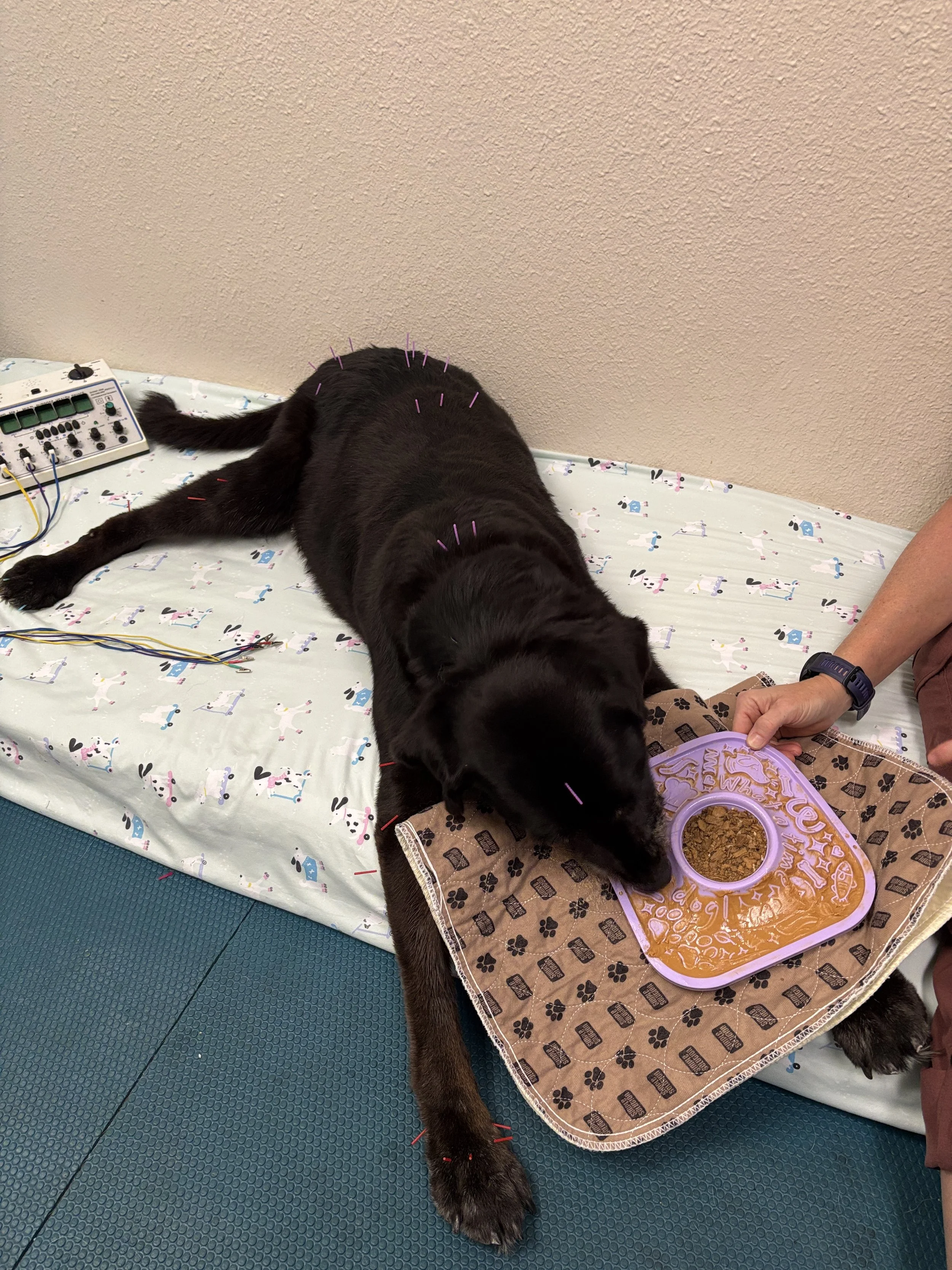 A black dog lying on its side on a table, with acupuncture needles inserted in its back and limbs, next to a feeding dish with peanut butter.