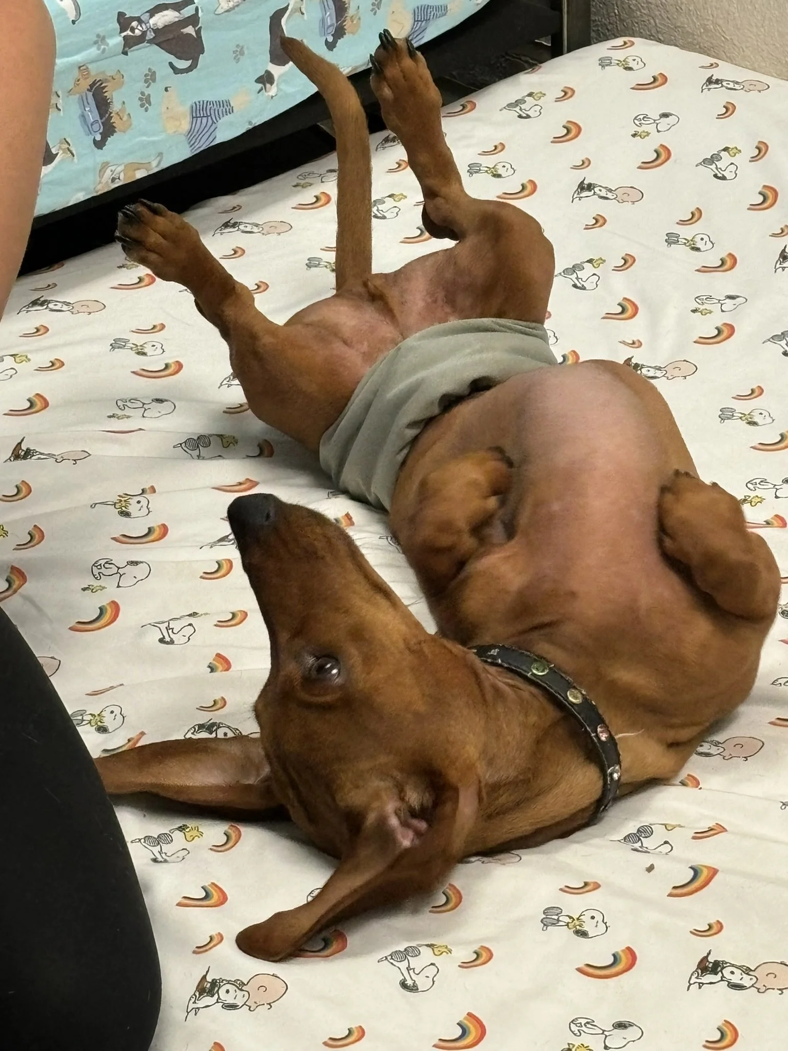 A brown puppy lying on its back on a bed with Snoopy and rainbow-themed sheets. The puppy's paws are in the air and it appears to be resting.