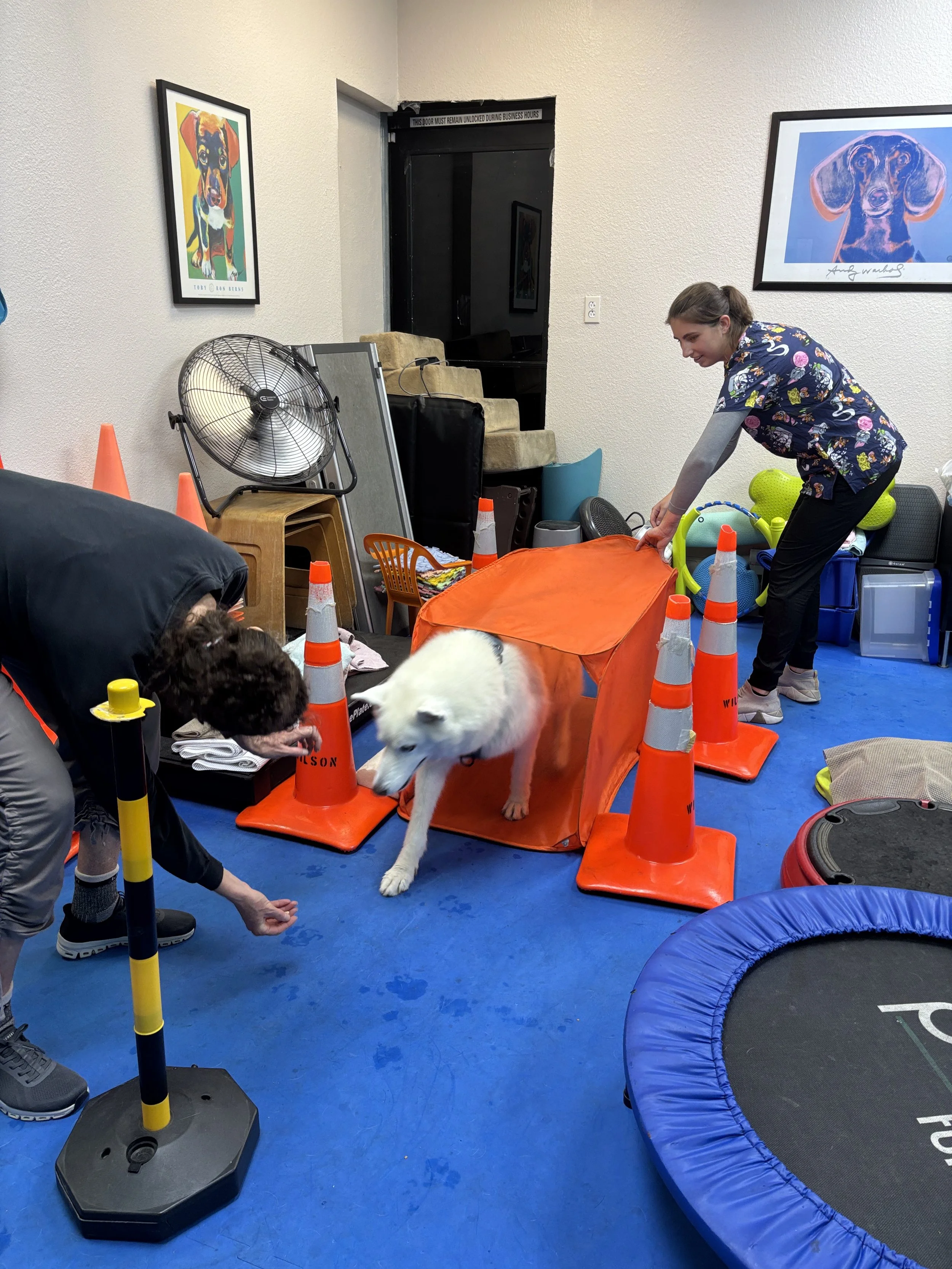 A room with a person and a dog participating in an agility training setup. The person is leaning over an orange fabric tunnel with red and white traffic cones surrounding it. The dog, a white husky, is walking out of the tunnel. In the background, there's a trampoline, a fan, framed dog artwork on the wall, and various equipment stored around the room.