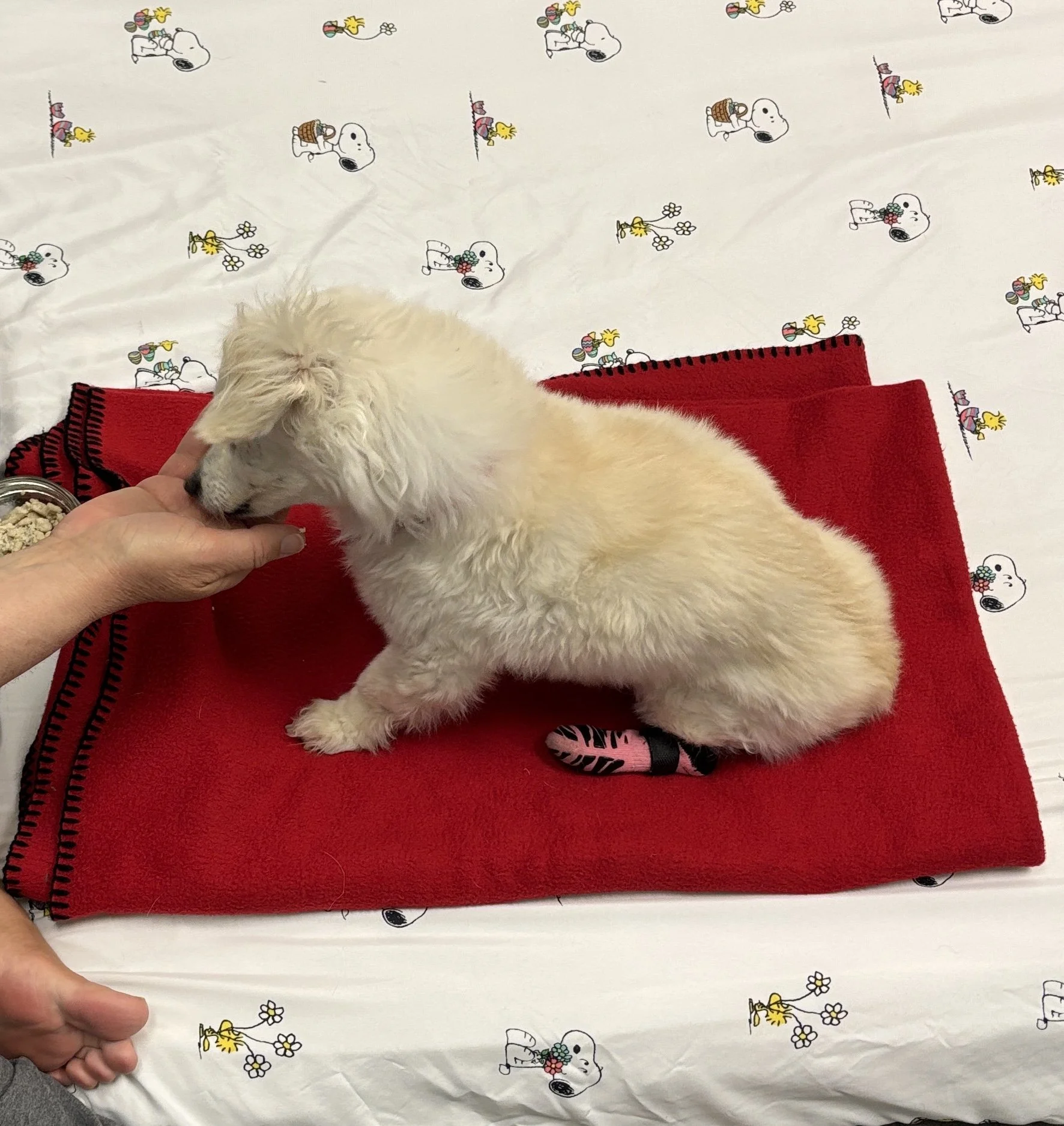 Close-up of a small, fluffy, light-colored puppy lying on a red blanket on a Snoopy-themed tablecloth. Someone is gently feeding the puppy from a small bowl, with their hand visible in the photo.