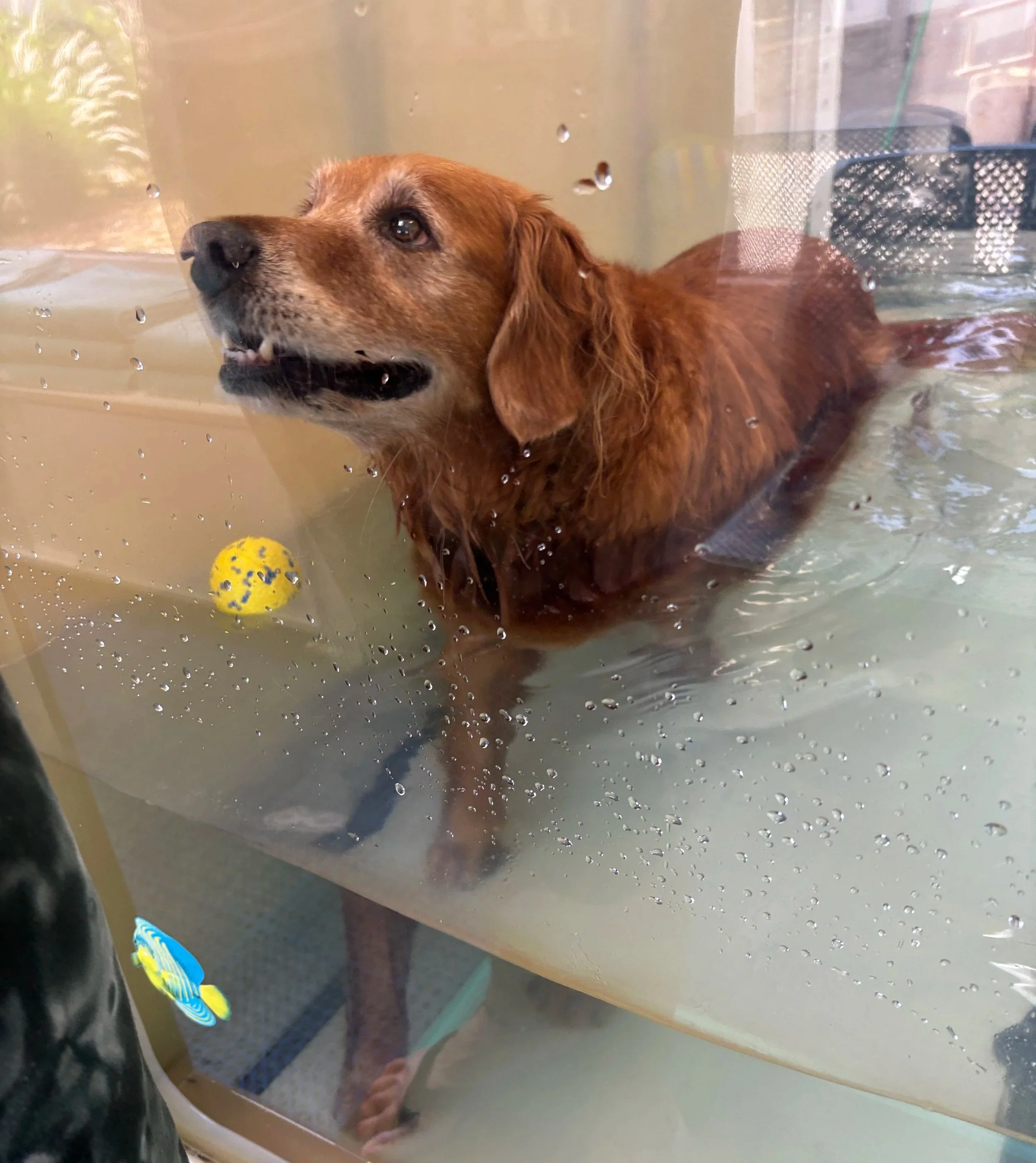 A dog with brown and black fur lying on a table, looking through a glass or plastic barrier with water droplets on it. There is a yellow and blue object on the table near the dog.