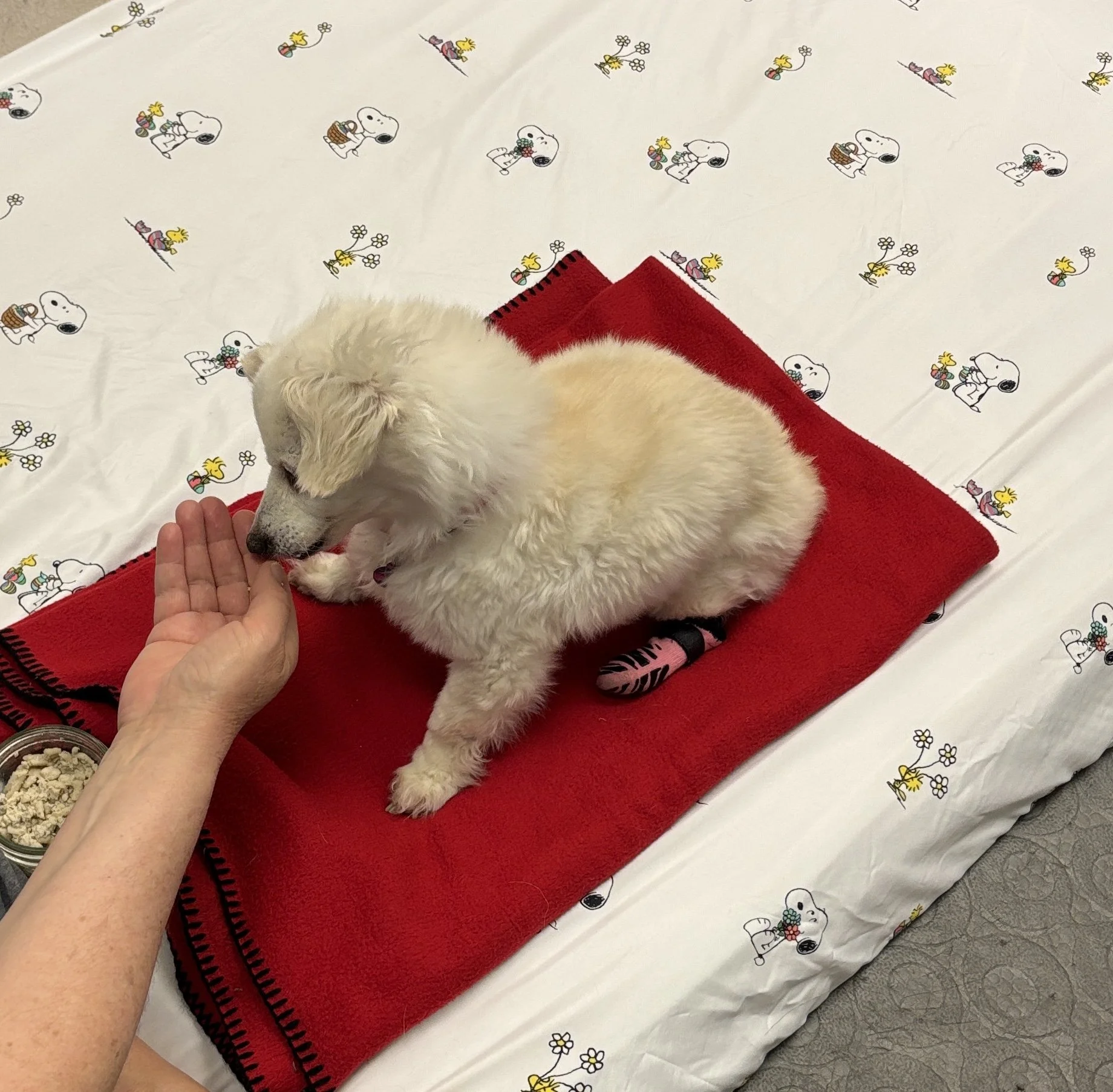 A small, white puppy sleeping on a red blanket with a person's hand gently touching its face. The background has Snoopy and Woodstock cartoon characters on a white surface.