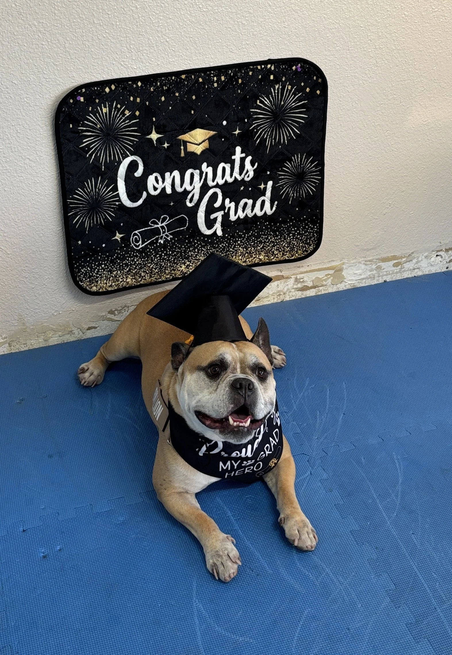 Celebrating a graduation with a dog wearing a graduation cap and a black bandana that says "You are my hero, grad." The dog is sitting on a blue mat, with a congratulatory gift bag and a wall decoration in the background that reads "Congrats Grad" wi