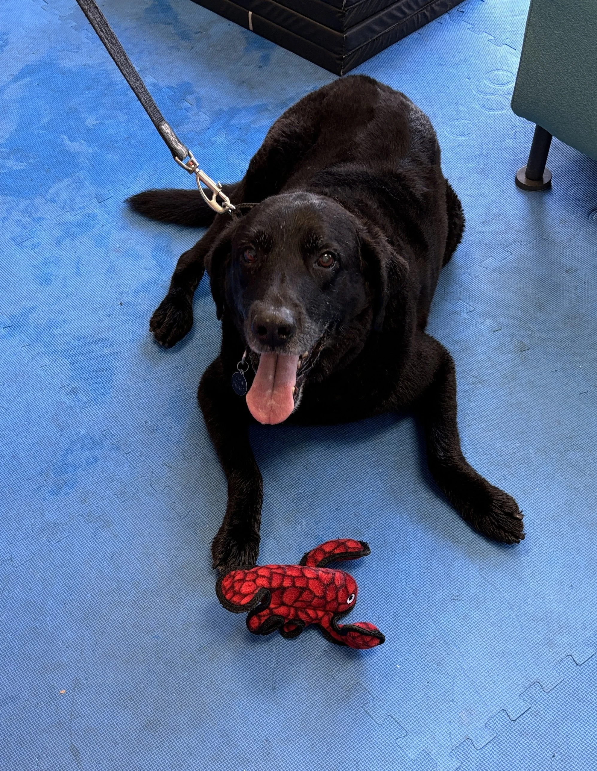 A black Labrador retriever dog lying on blue padded flooring with a red and black spider plush toy in front of it. The dog is looking at the camera with its tongue out.