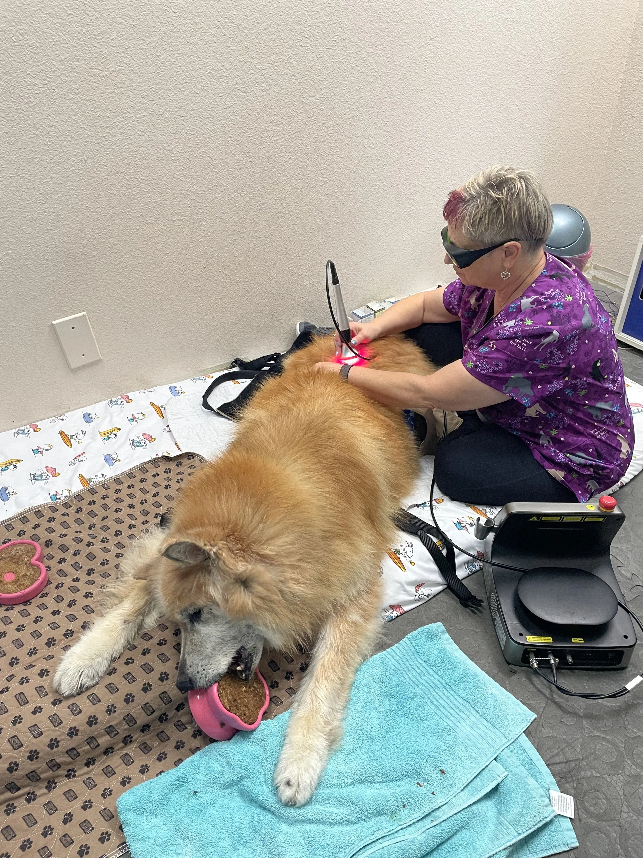 A veterinarian in purple scrubs and protective glasses performs a laser treatment on a large dog lying on a hospital bed. The dog is eating from a pink bowl. The room has a textured beige wall, a blue towel, and medical equipment nearby.