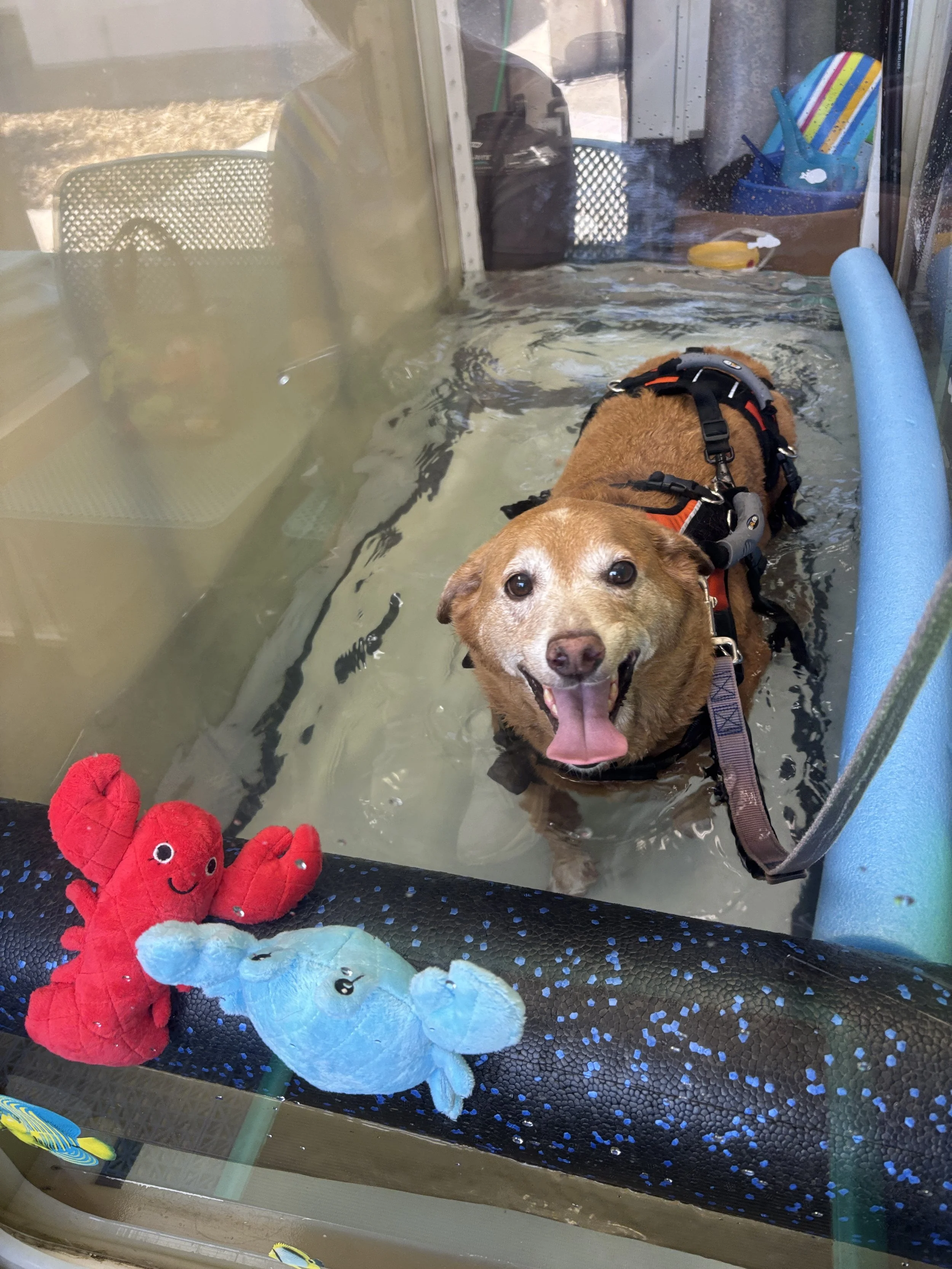 A brown dog wearing a harness standing in a water therapy pool, looking at the camera with its tongue out, surrounded by plush toys like a red crab, a blue fish, and a blue whale, with pool equipment and a mesh chair visible in the background.