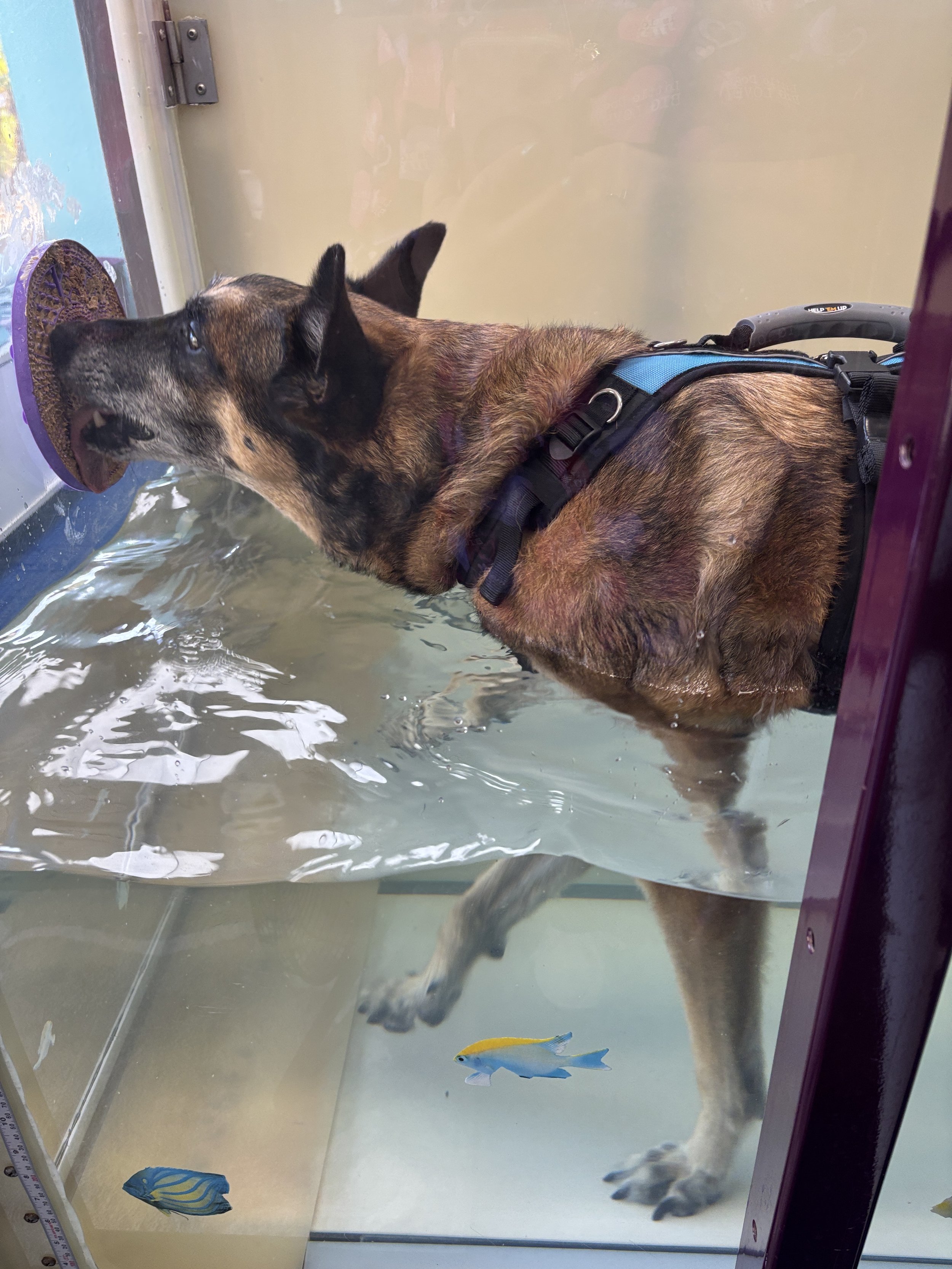 A large brown dog with a harness is in a windowed tank, drinking water from a bowl. Two colorful fish are swimming in the water below the dog.