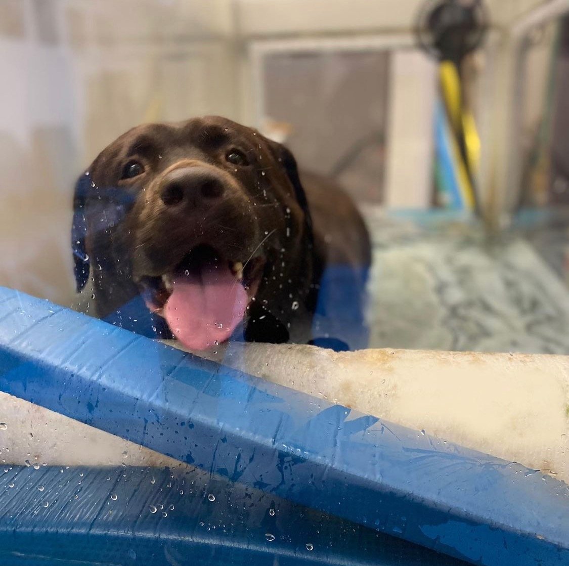 A black Labrador retriever puppy in a blue plastic kiddie pool, happily yawning with water droplets on its face.