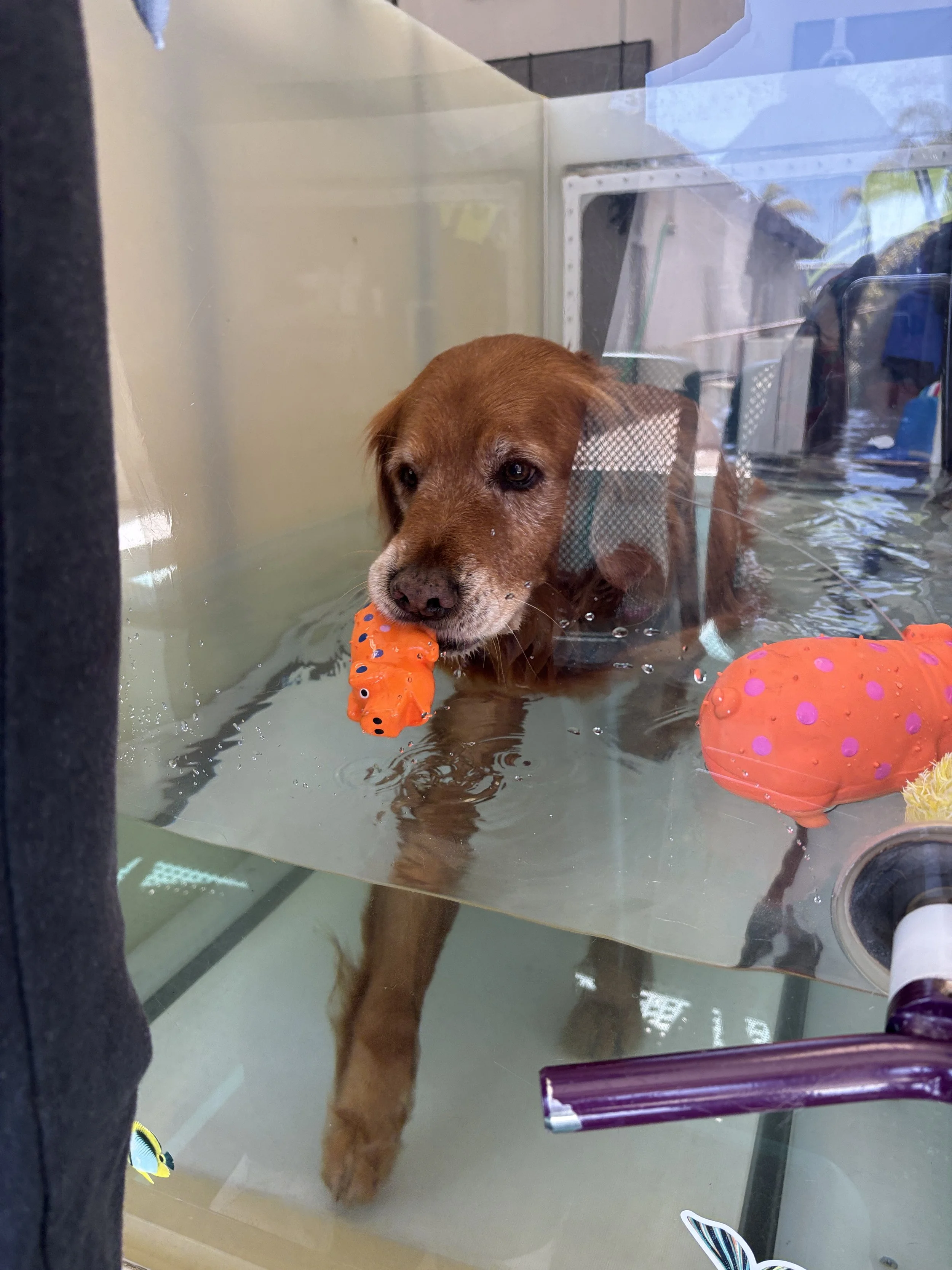A brown dog with long ears and a white snout is standing in a glass enclosure, holding an orange chew toy in its mouth. There are other toys, including an orange ball with pink dots, inside the enclosure. The dog appears to be in a pet care or groomi