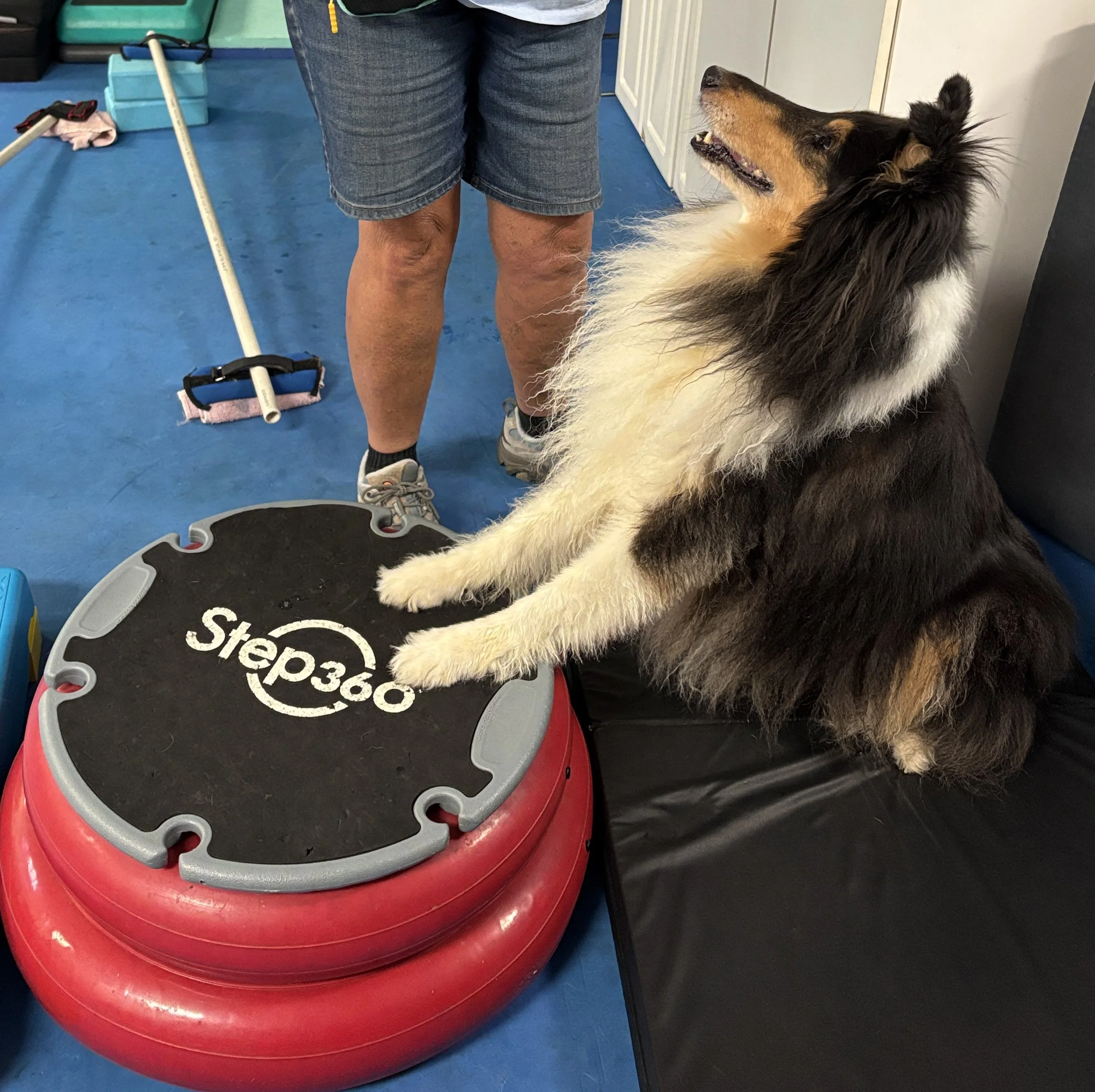 A large dog, possibly a Collie, is sitting on a grooming table with its front paw on a red inflatable ring, with the dog's mouth open, looking up. A person wearing denim shorts and sneakers stands nearby, and grooming supplies are visible in the back