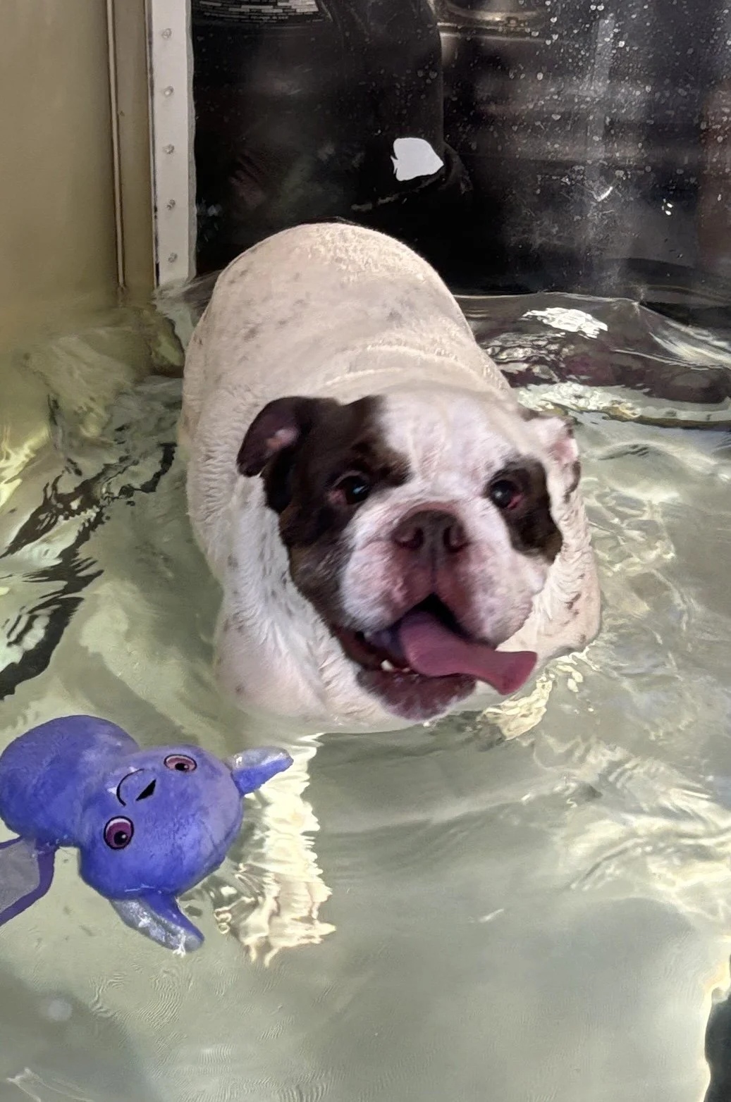 A happy bulldog puppy with a white and brown coat playing in shallow water, with a purple octopus toy floating nearby.