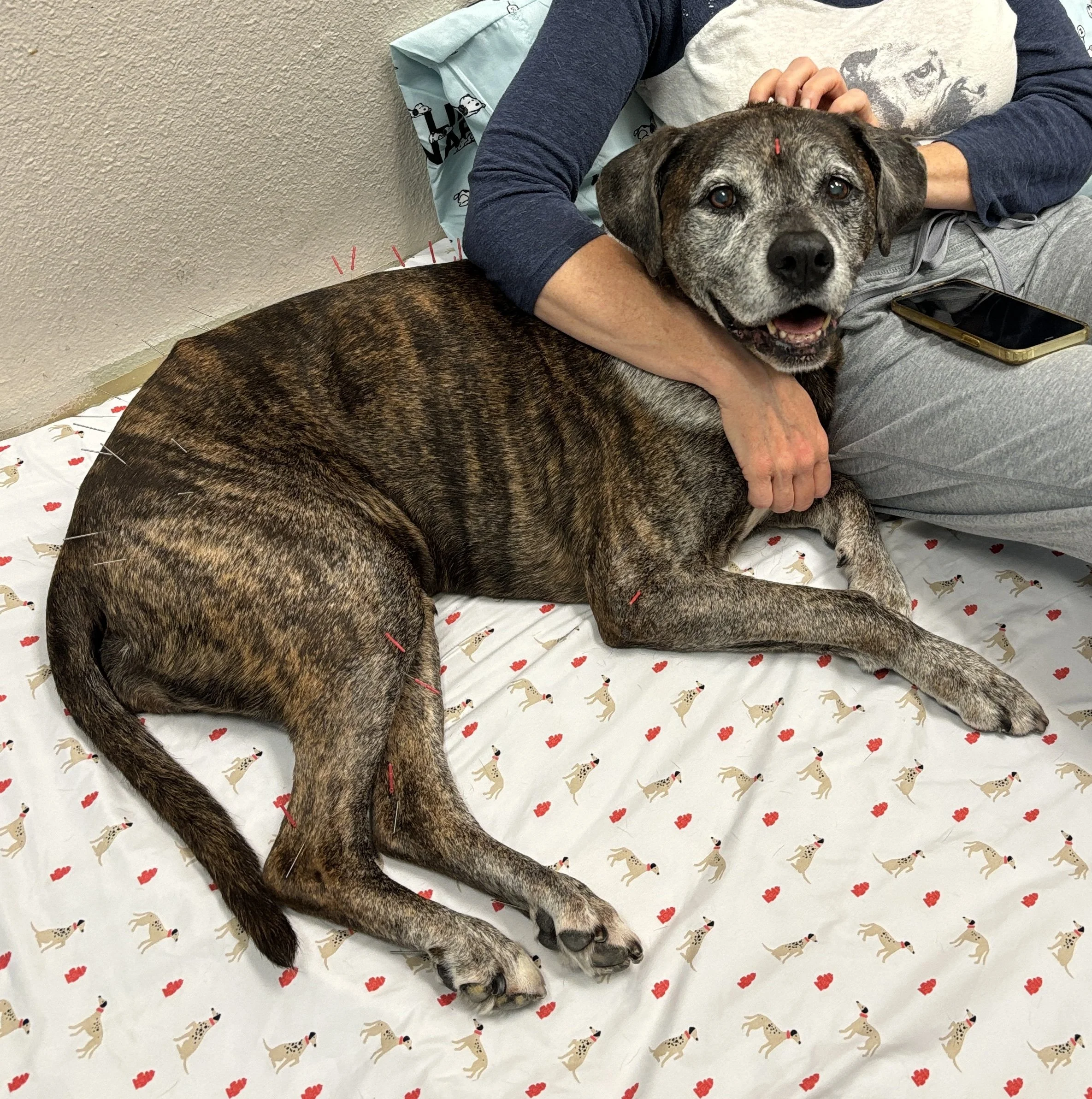 A brindle-colored dog with gray face markings lying on a table with a white sheet that has small dog patterns. A person in a gray shirt and navy blue sleeves is petting the dog and holding its head. The person has a smartphone on their lap, and the b