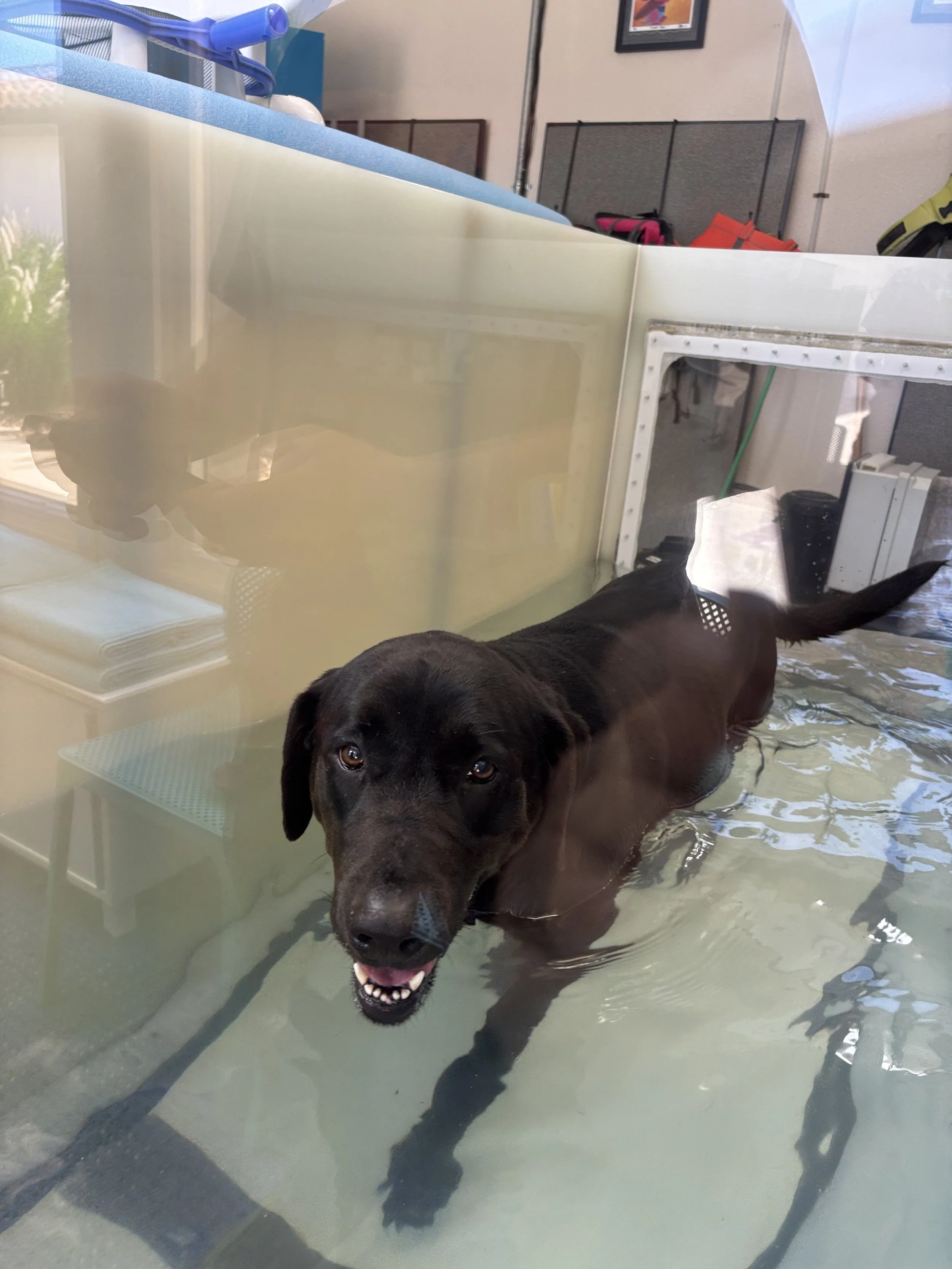A black Labrador Retriever dog standing in a shallow water pool, looking at the camera with a happy expression, with water and some office or medical equipment in the background.