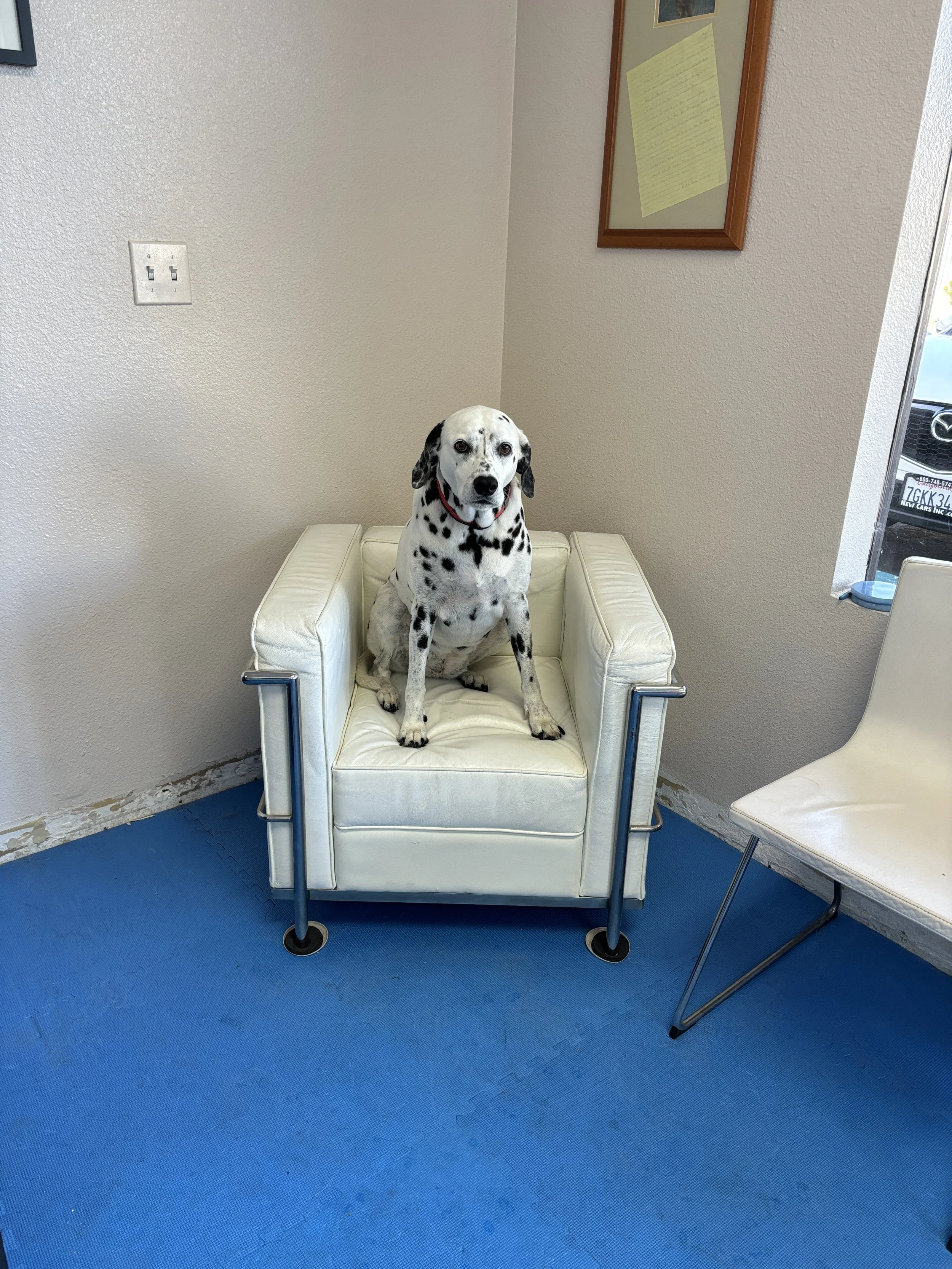 A black and white Dalmatian dog sitting on a white chair in a room with beige walls and blue flooring, next to a white chair and near a door with a partial view of a car outside.