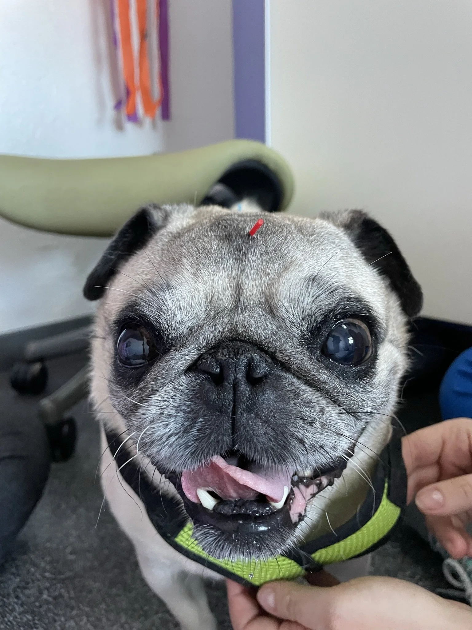 Close-up of a smiling pug dog with a red thing on its forehead, held by a person wearing a green harness, with blurred background including a leash and part of a shoe.