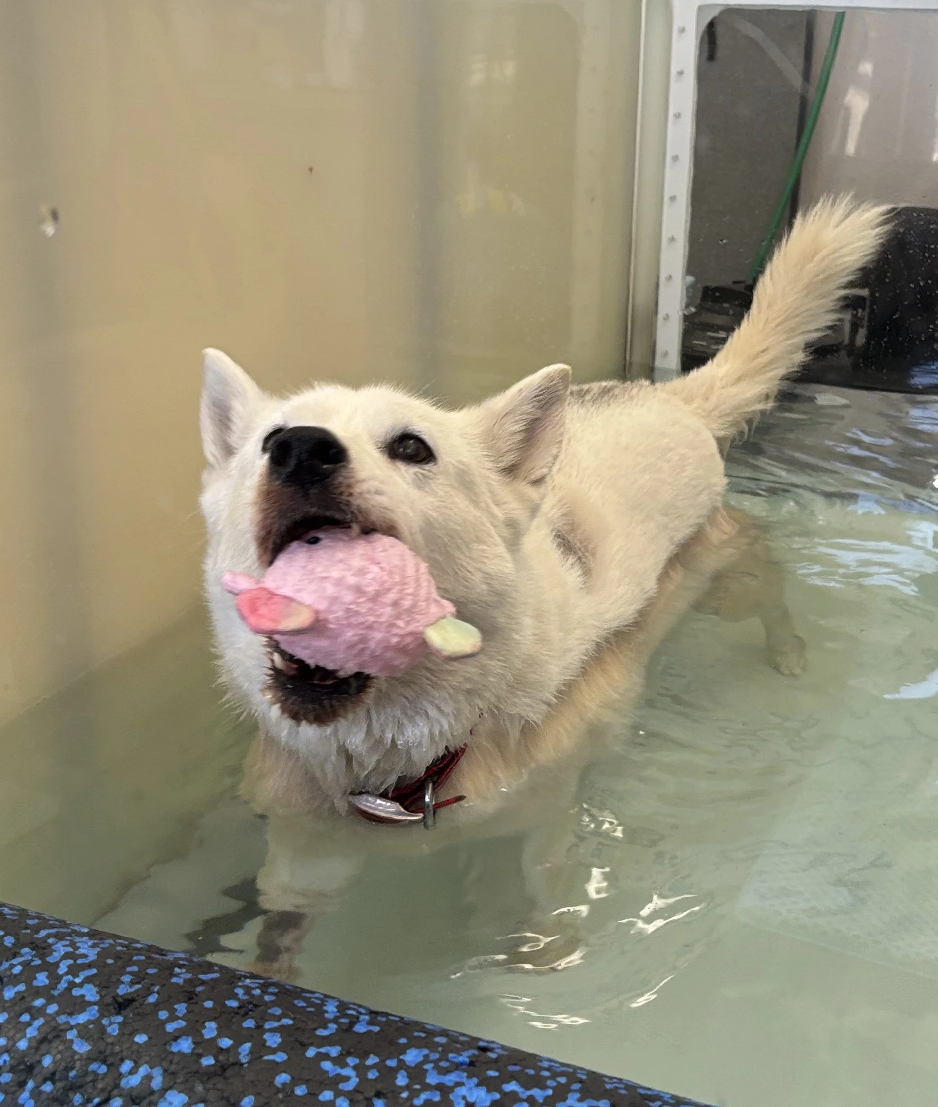 A light-colored dog walks in a shallow pool of water in an underwater treadmill, holding a pink plush toy in its mouth joyfully. The water is at a level up to its shoulders.