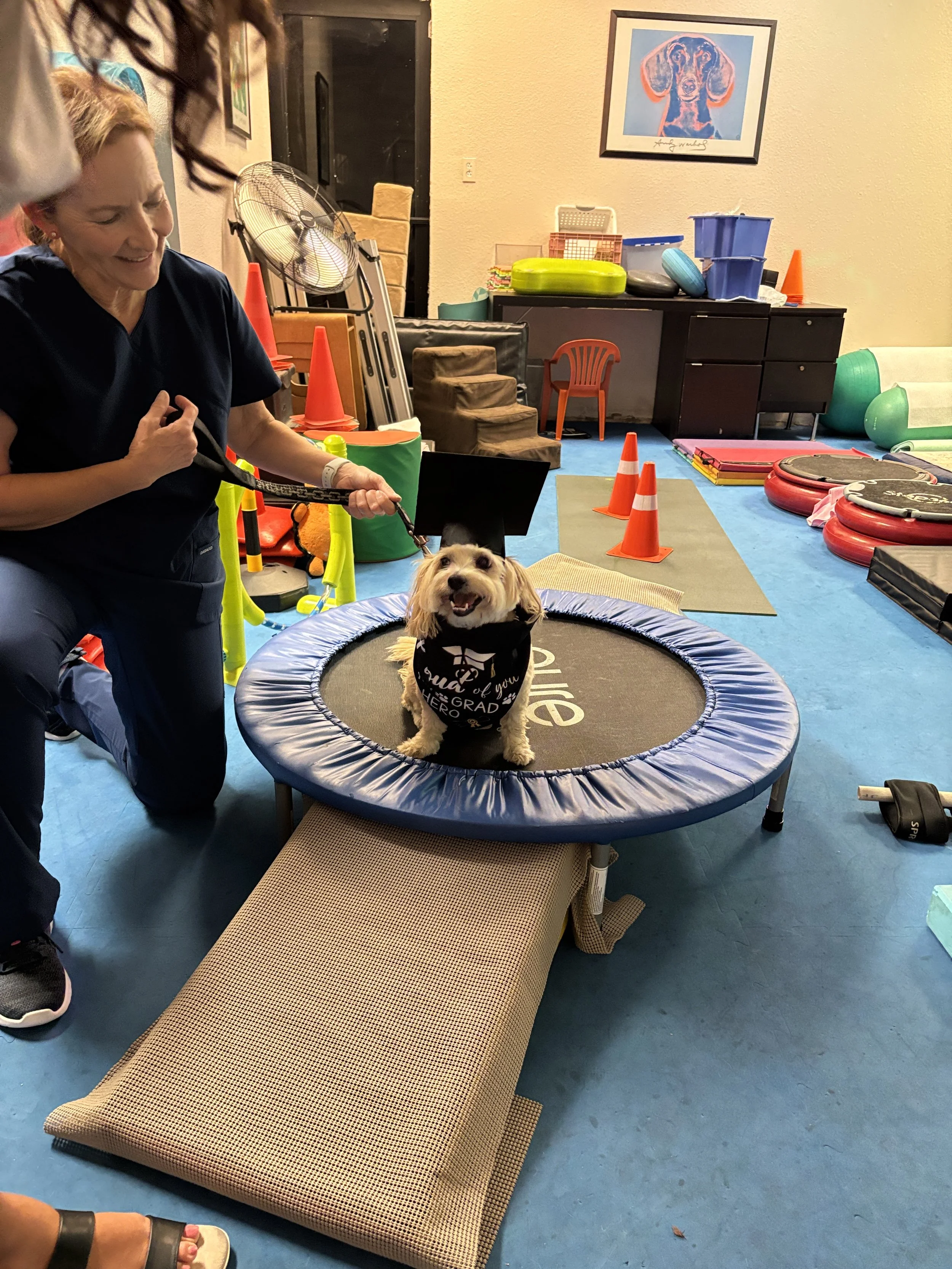 A small dog sitting on a mini trampoline, wearing a black bandana, with a woman smiling beside it in an indoor therapy or exercise room filled with equipment and orange traffic cones.