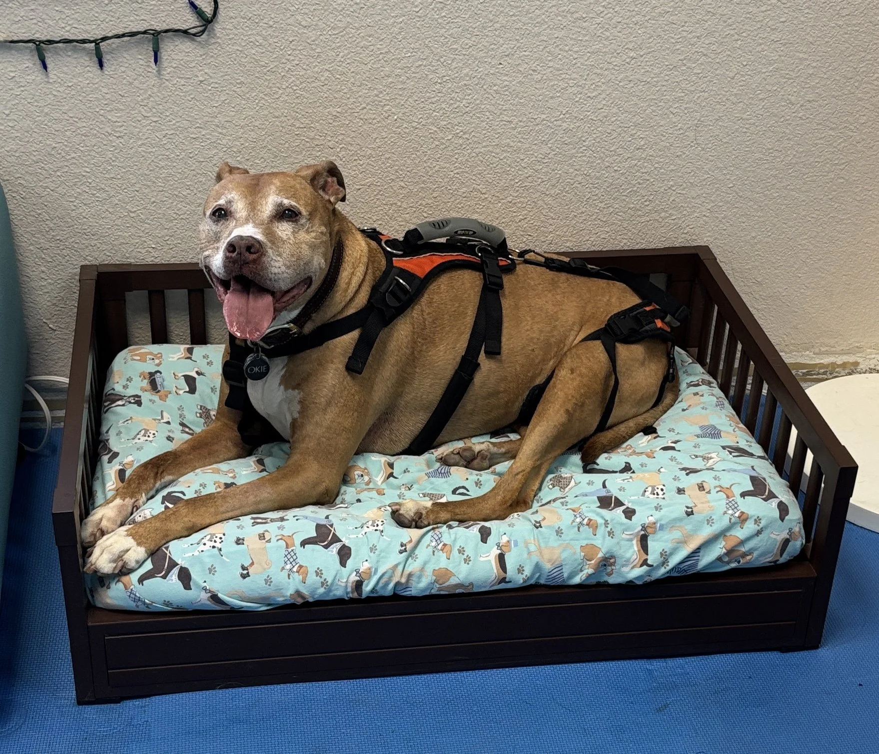 A brown and white dog with a harness, lying on a dog bed with a pattern of various dogs and accessories, inside a room with textured beige walls and a blue carpet.
