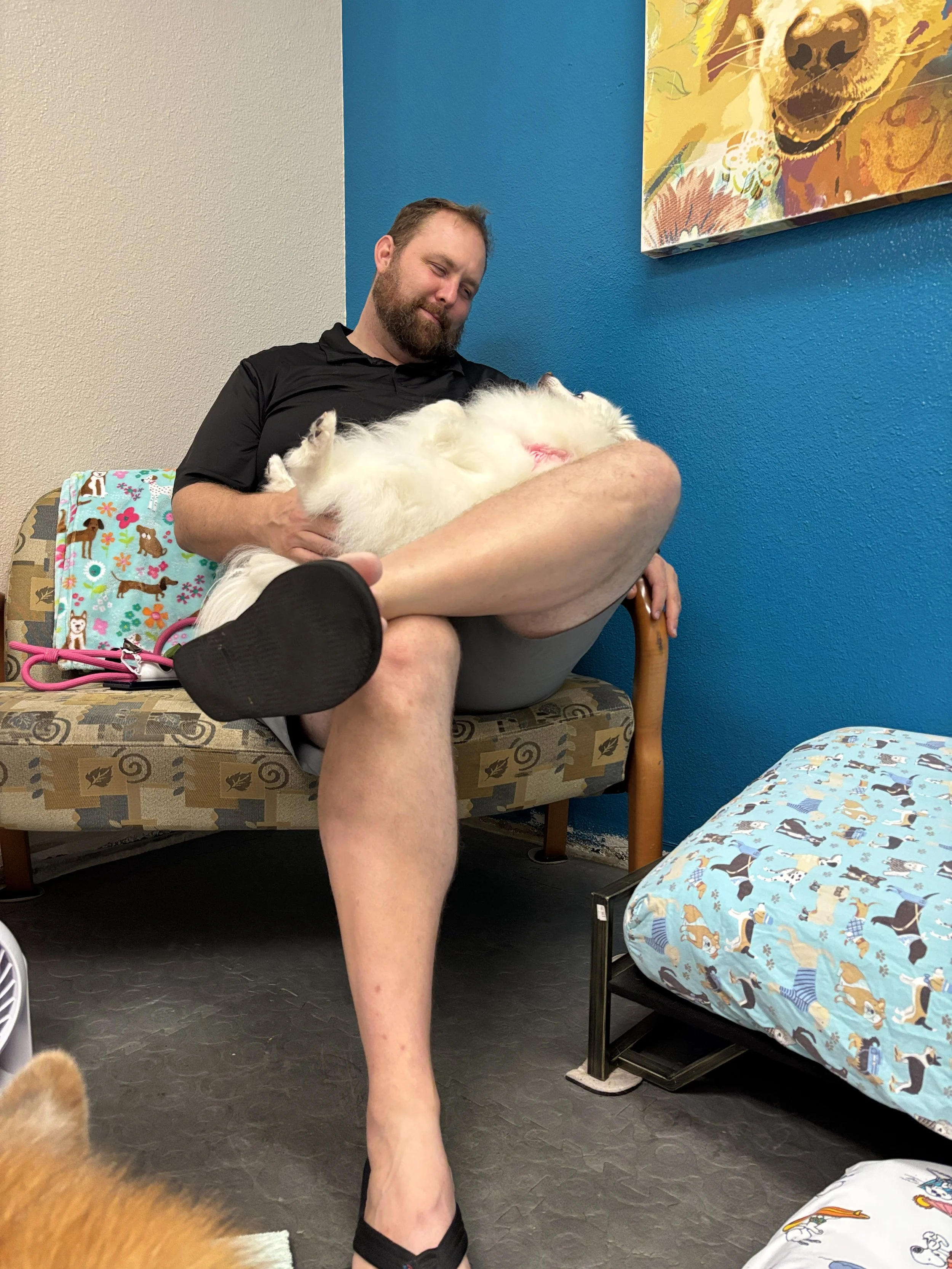 A man sitting on a medical examination table, holding a white dog on his lap, inside a room with blue walls and colorful dog-themed artwork. The man is smiling and looking at the dog, which is lying on its back.